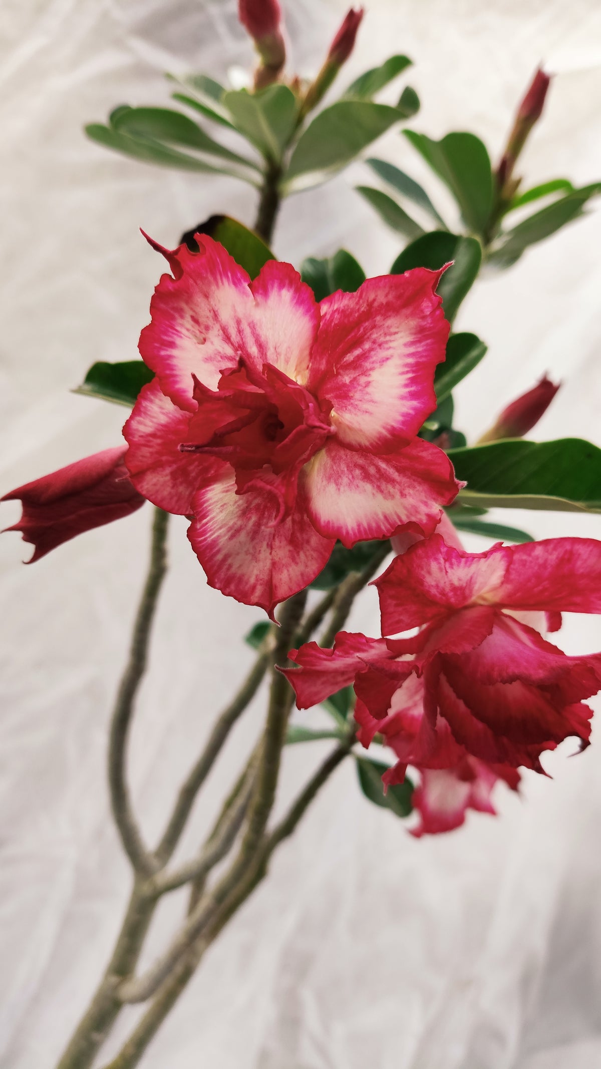 MATRIZ Planta Dobrada 272 –  70cm – 04 anos - Vaso 20