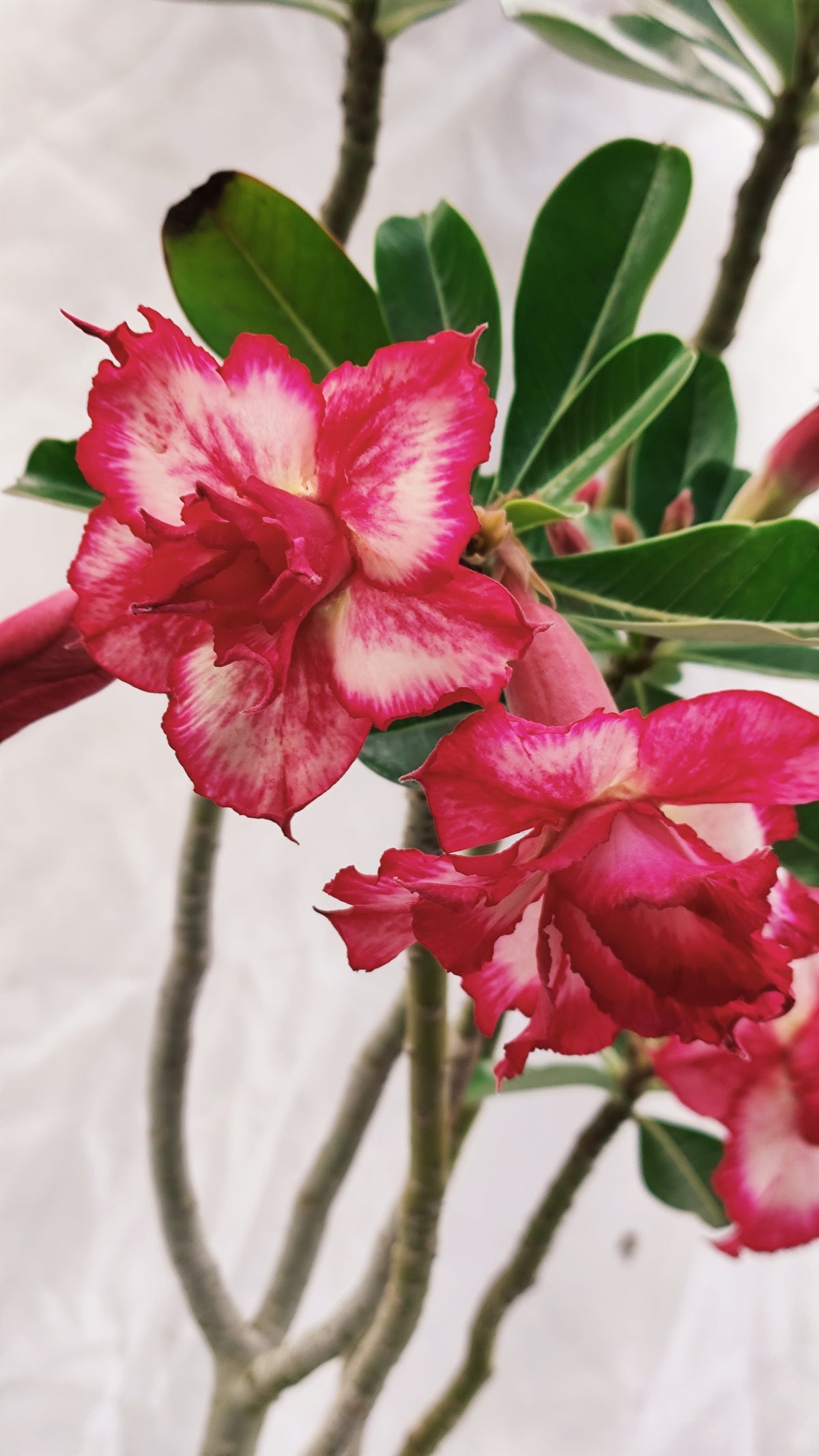 MATRIZ Planta Dobrada 272 –  70cm – 04 anos - Vaso 20