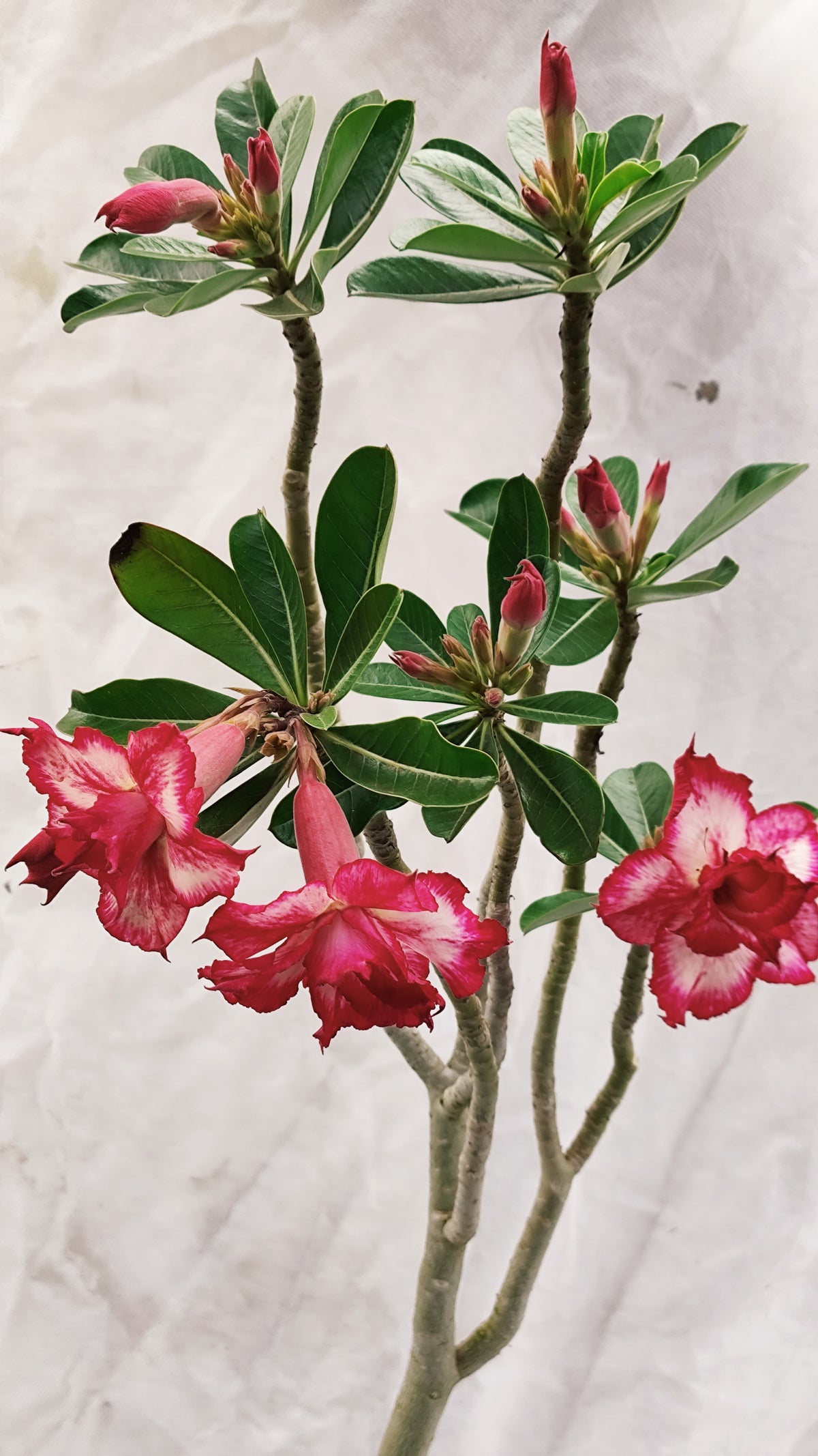 MATRIZ Planta Dobrada 272 –  70cm – 04 anos - Vaso 20