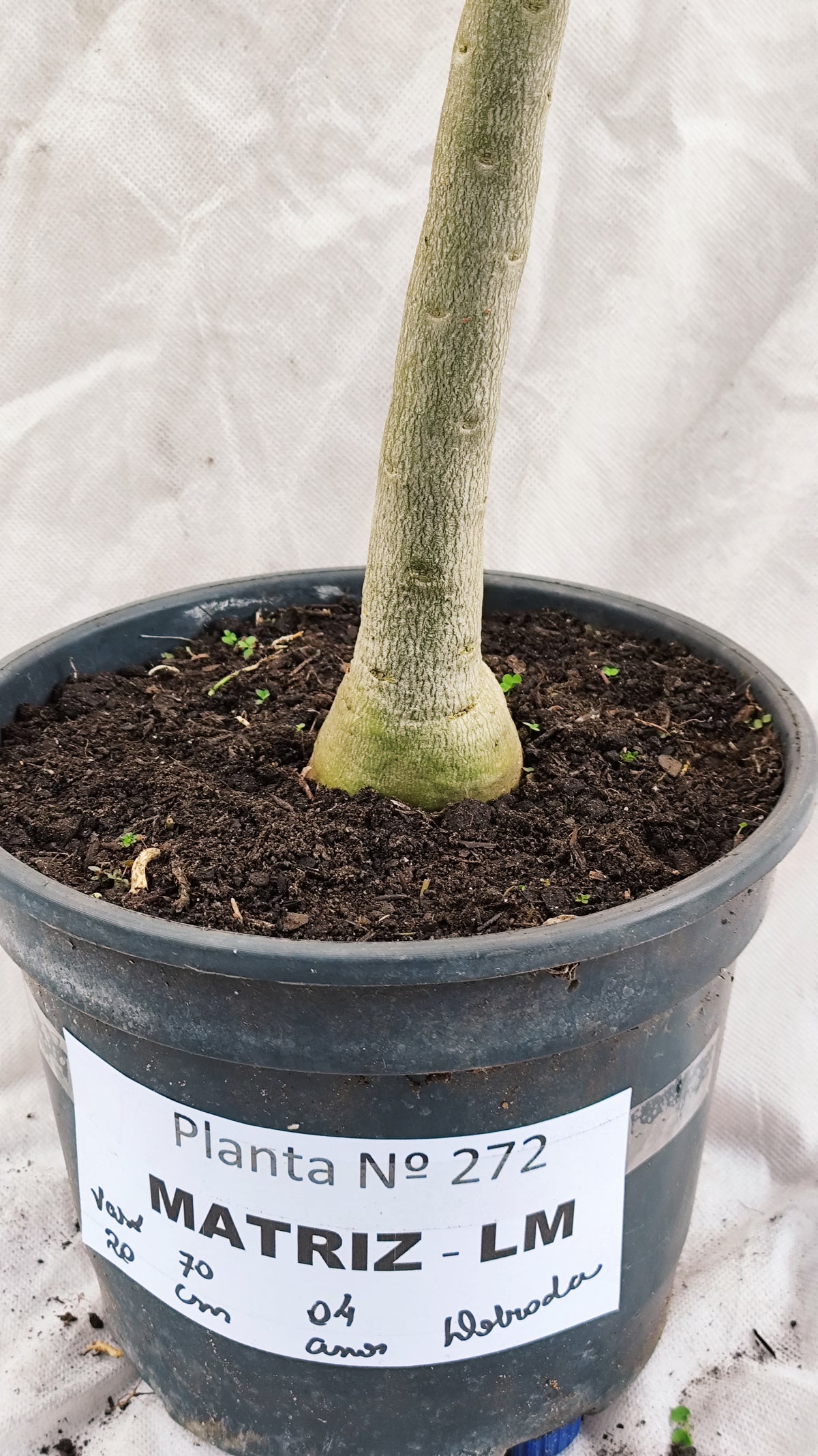 MATRIZ Planta Dobrada 272 –  70cm – 04 anos - Vaso 20
