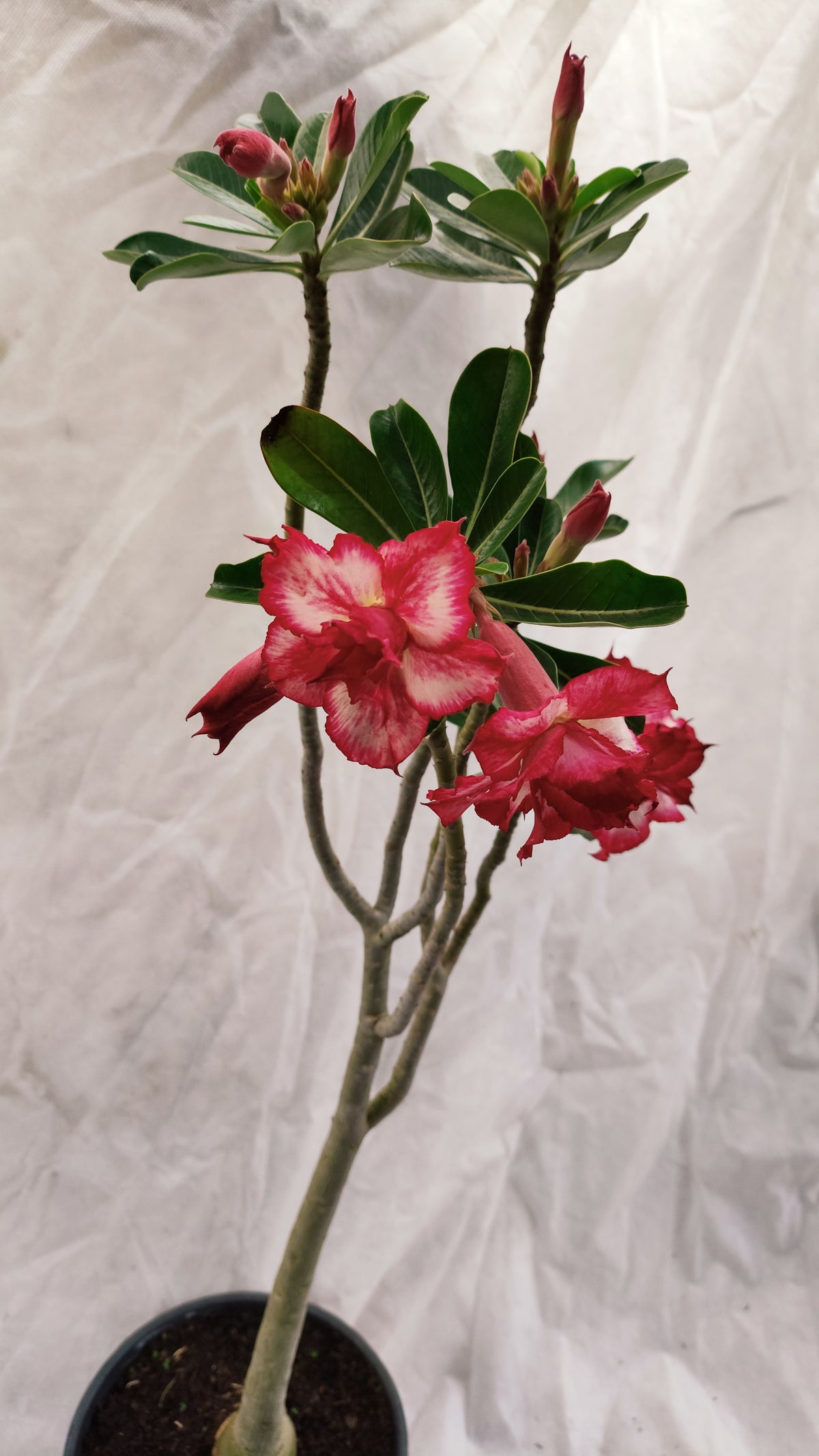 MATRIZ Planta Dobrada 272 –  70cm – 04 anos - Vaso 20