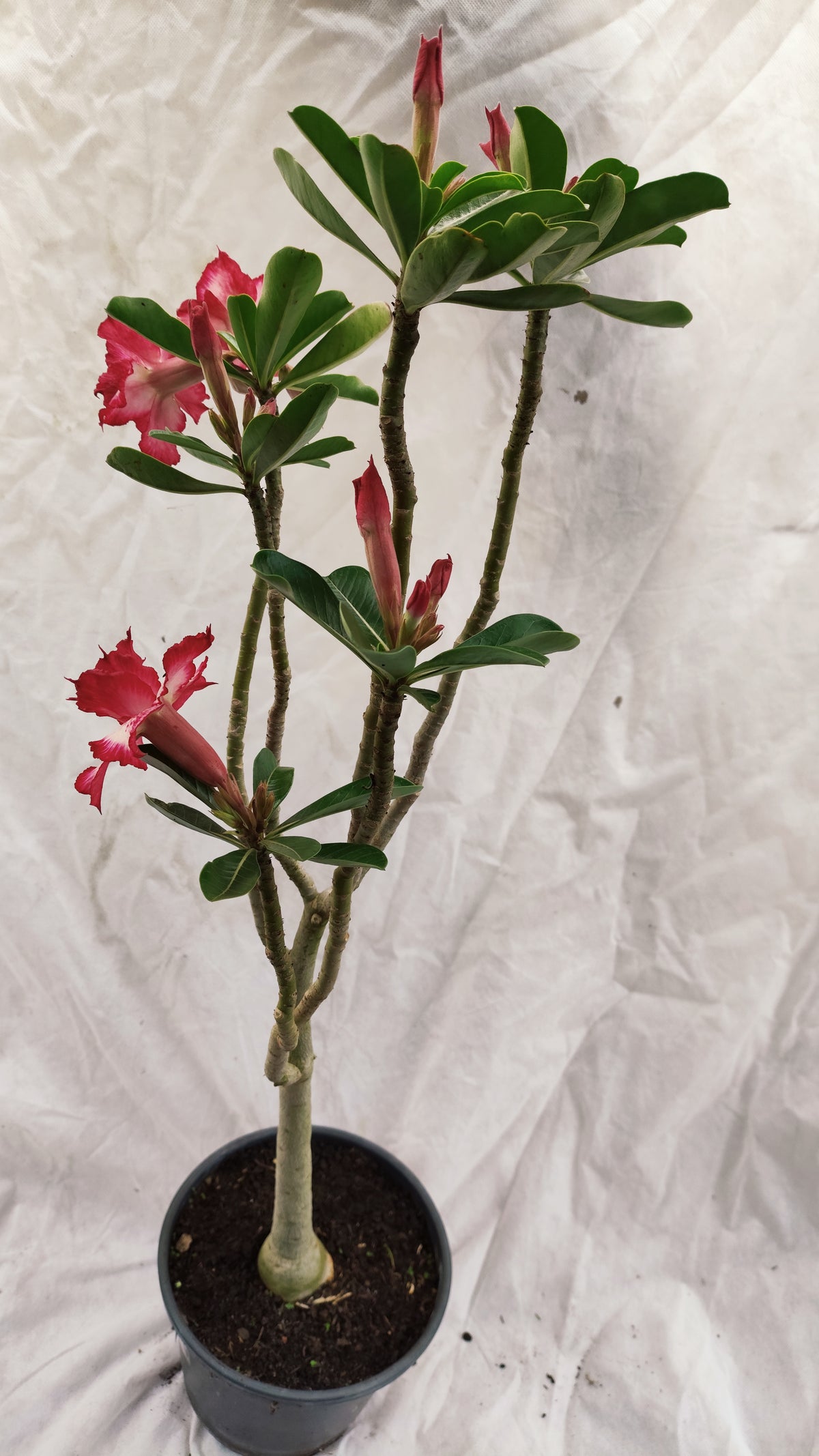 MATRIZ Planta Dobrada 272 –  70cm – 04 anos - Vaso 20