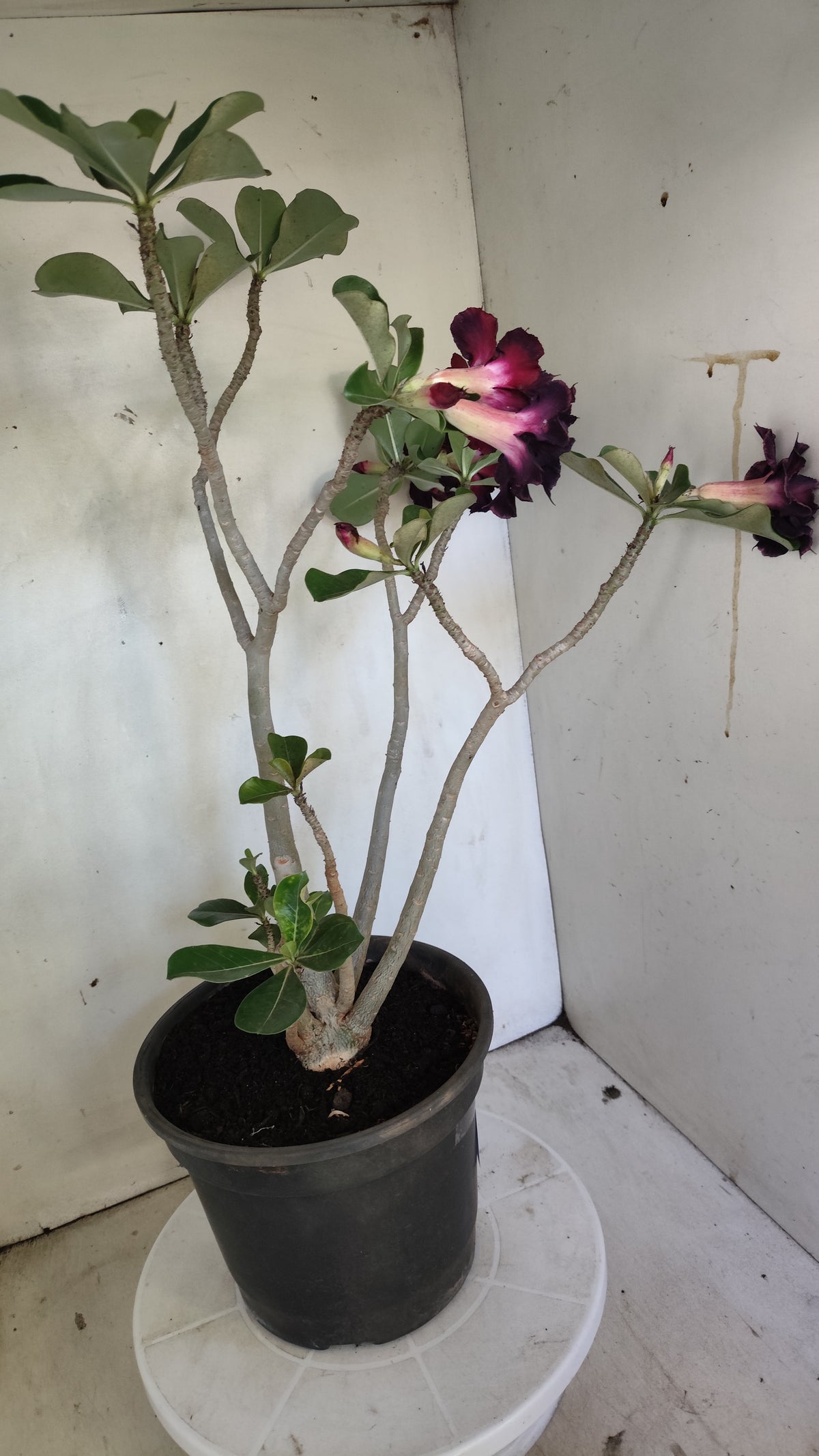 MATRIZ Planta Dobrada 273 –  50cm – 03 anos - Vaso 20