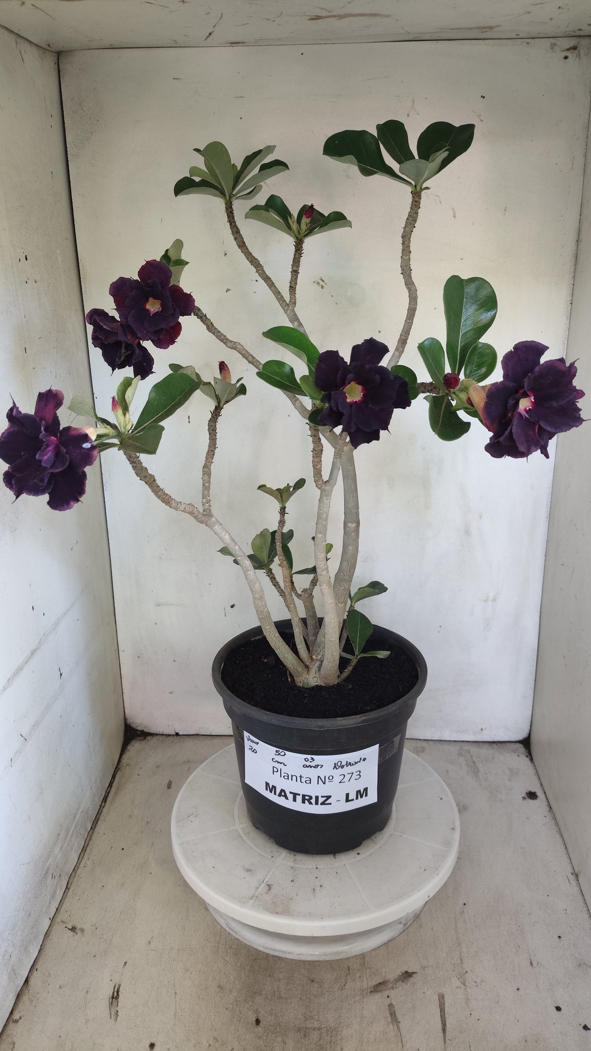 MATRIZ Planta Dobrada 273 –  50cm – 03 anos - Vaso 20