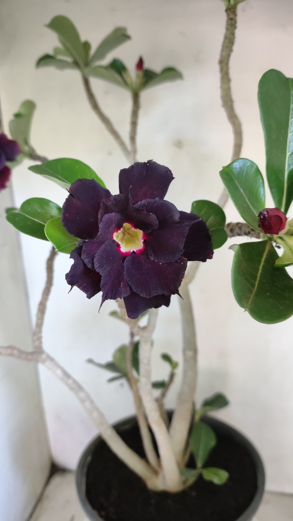 MATRIZ Planta Dobrada 273 –  50cm – 03 anos - Vaso 20
