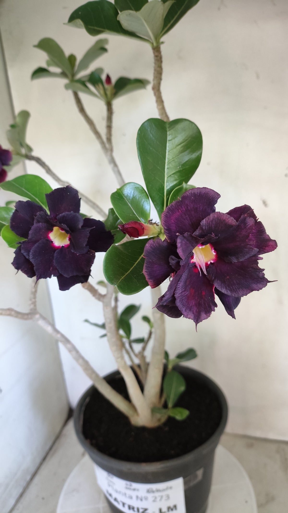 MATRIZ Planta Dobrada 273 –  50cm – 03 anos - Vaso 20