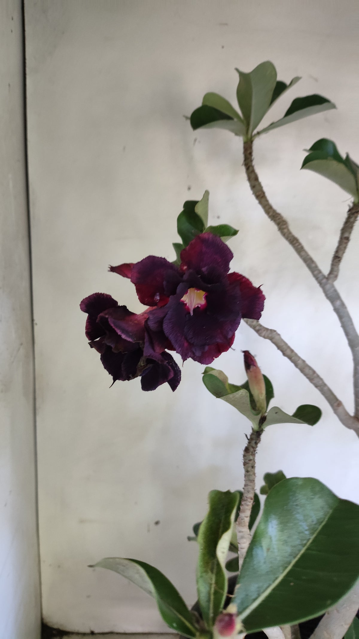 MATRIZ Planta Dobrada 273 –  50cm – 03 anos - Vaso 20