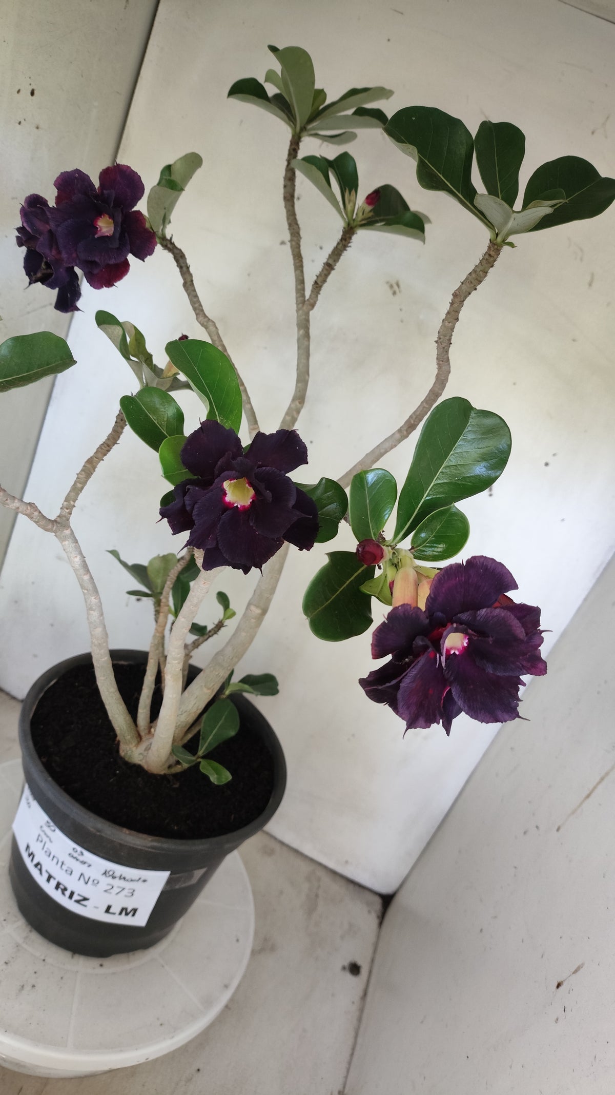 MATRIZ Planta Dobrada 273 –  50cm – 03 anos - Vaso 20