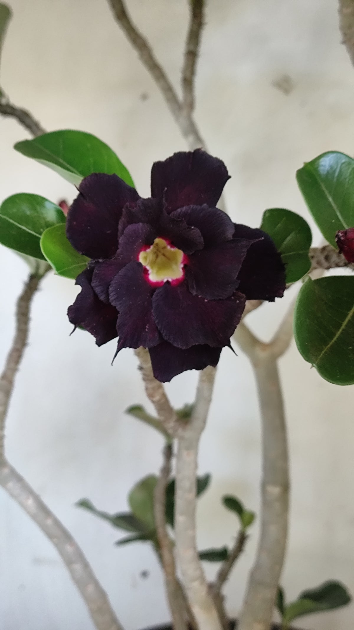 MATRIZ Planta Dobrada 273 –  50cm – 03 anos - Vaso 20