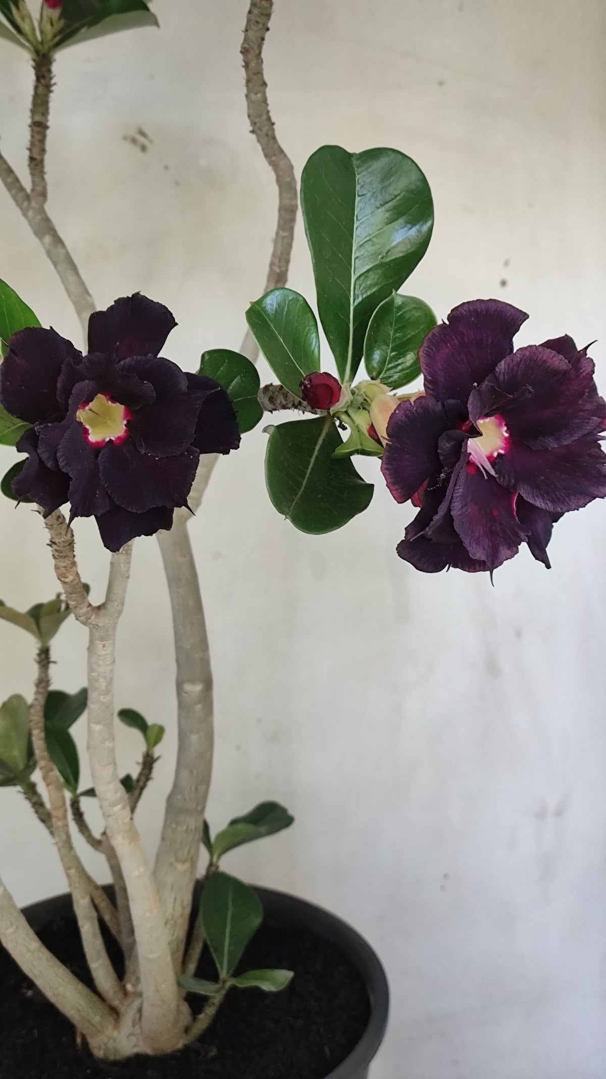 MATRIZ Planta Dobrada 273 –  50cm – 03 anos - Vaso 20