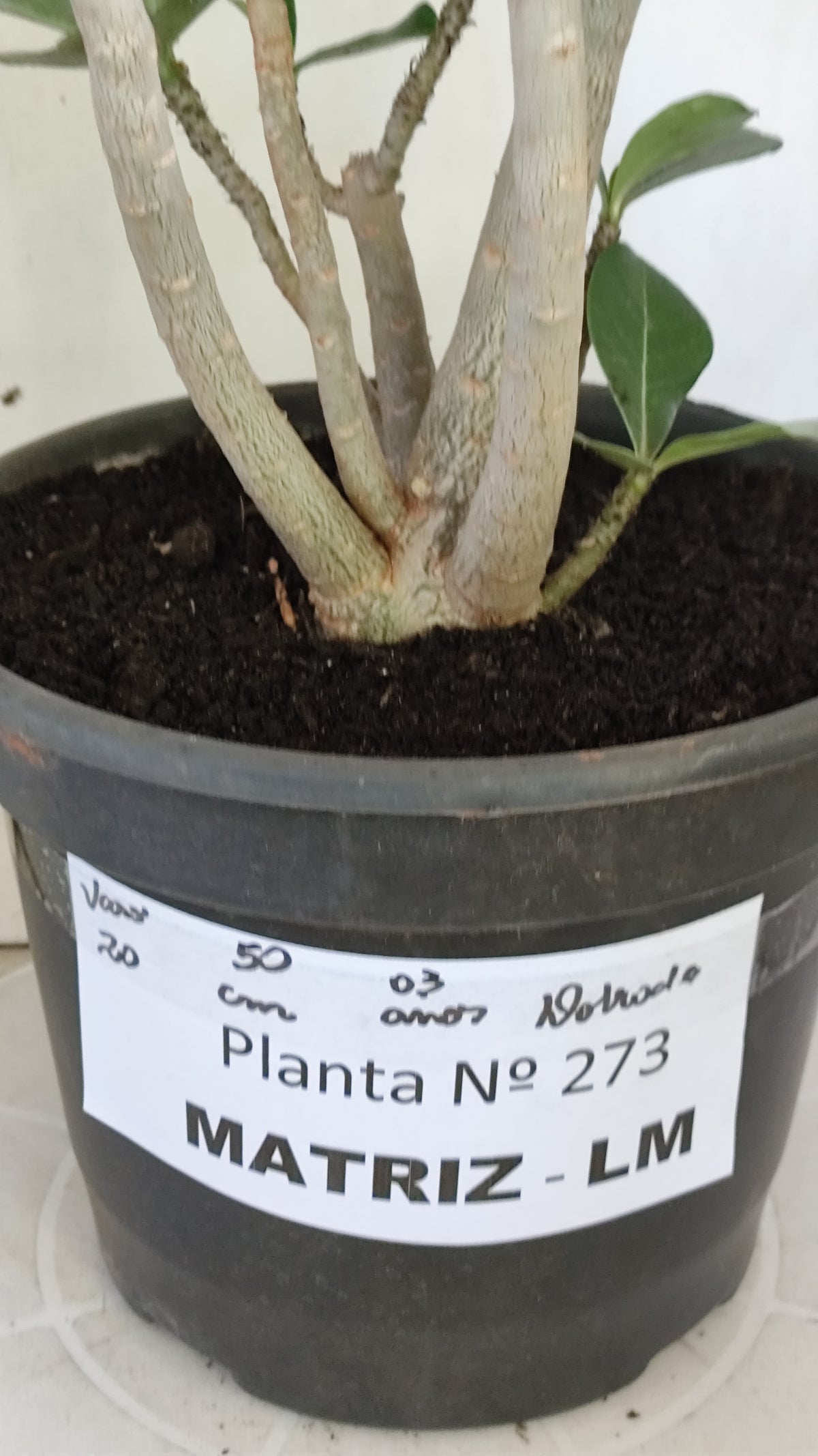 MATRIZ Planta Dobrada 273 –  50cm – 03 anos - Vaso 20