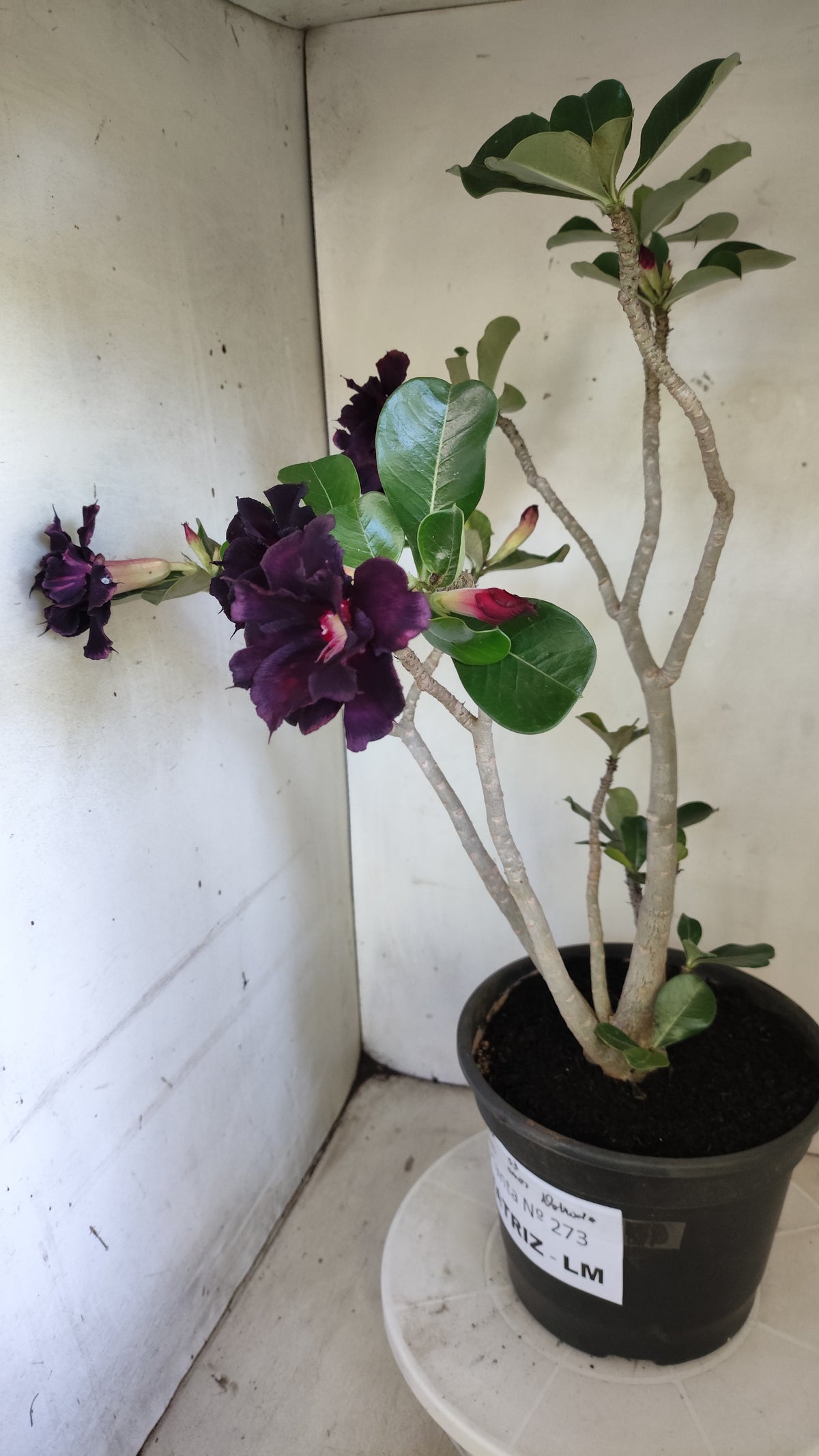 MATRIZ Planta Dobrada 273 –  50cm – 03 anos - Vaso 20