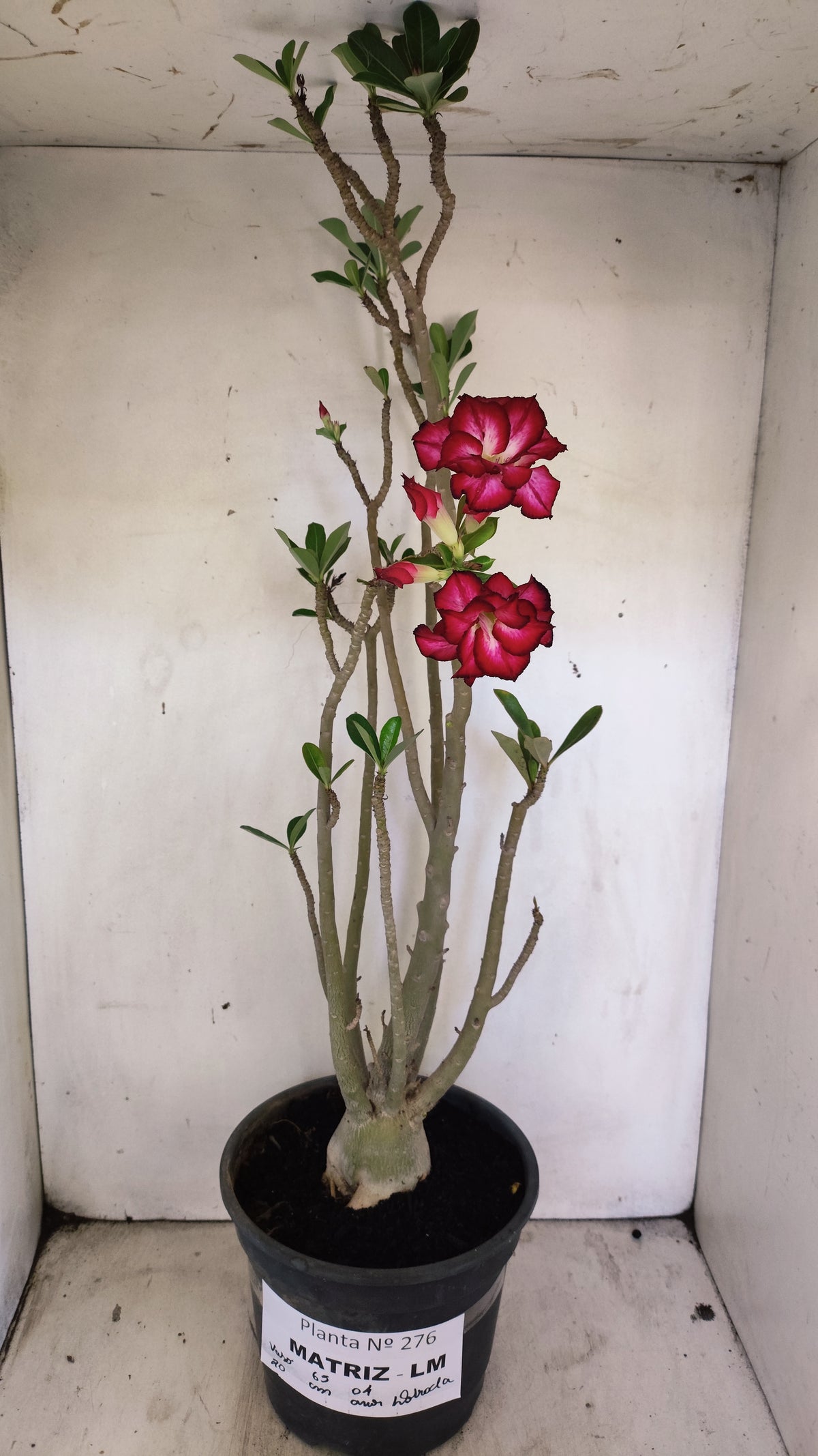 MATRIZ Planta Dobrada 276 –  65cm – 04 anos - Vaso 20