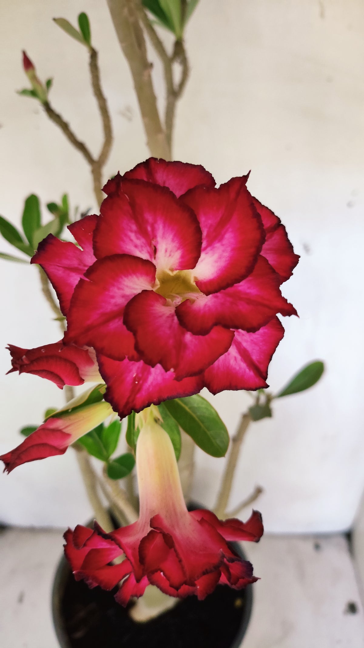MATRIZ Planta Dobrada 276 –  65cm – 04 anos - Vaso 20