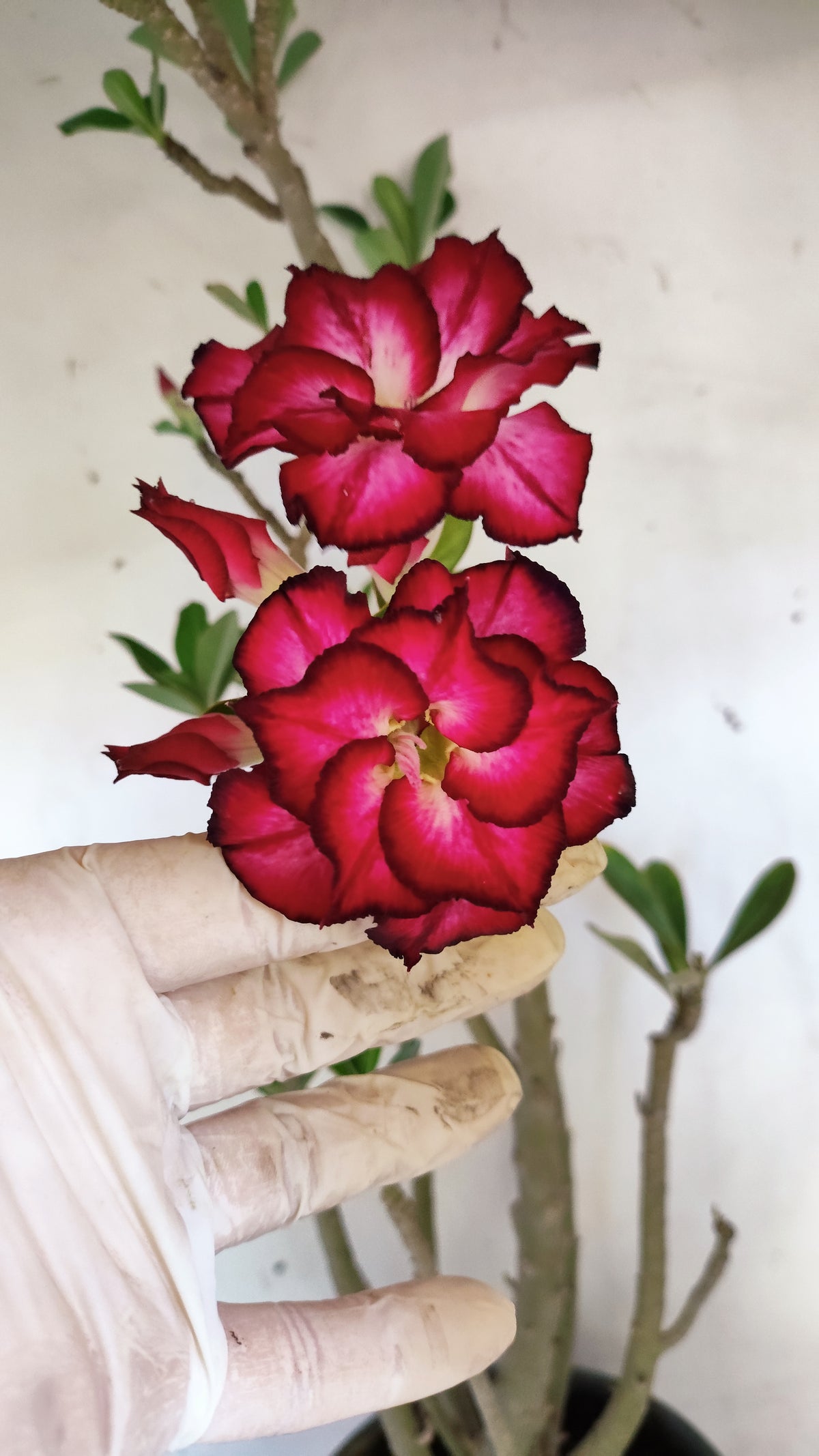 MATRIZ Planta Dobrada 276 –  65cm – 04 anos - Vaso 20