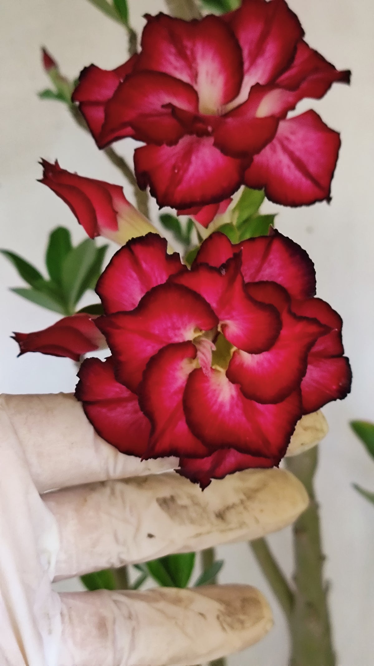 MATRIZ Planta Dobrada 276 –  65cm – 04 anos - Vaso 20