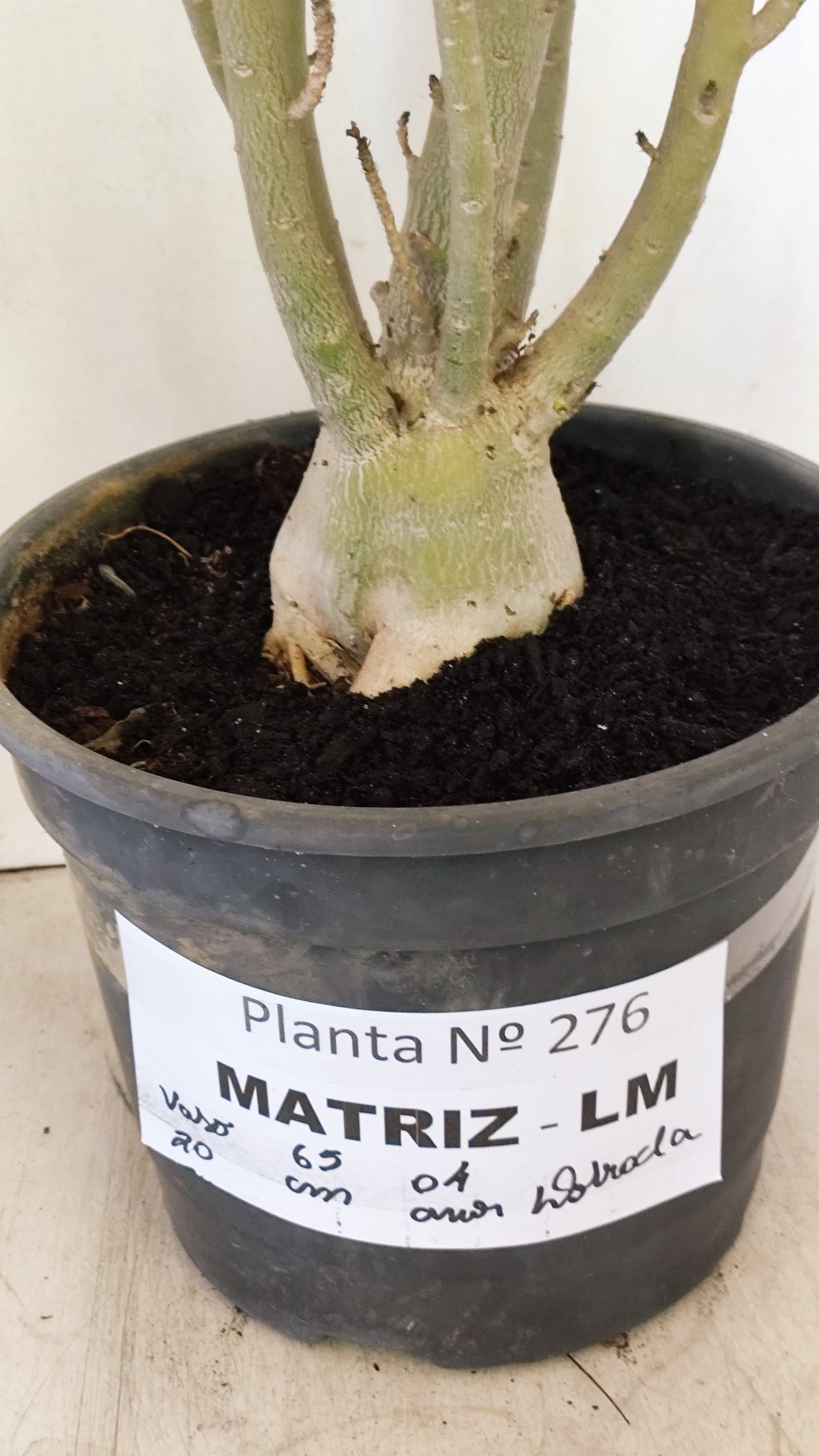 MATRIZ Planta Dobrada 276 –  65cm – 04 anos - Vaso 20