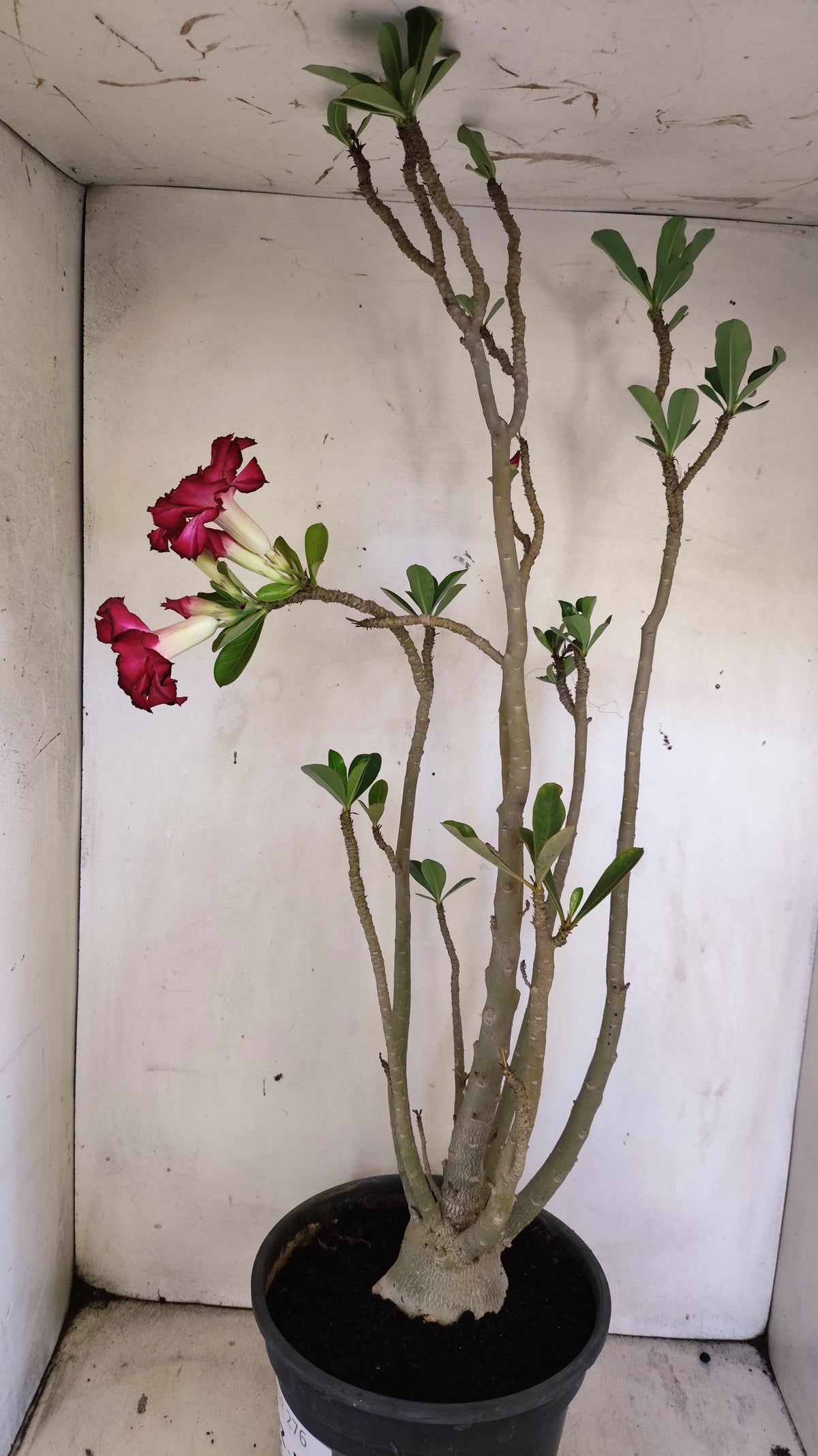 MATRIZ Planta Dobrada 276 –  65cm – 04 anos - Vaso 20