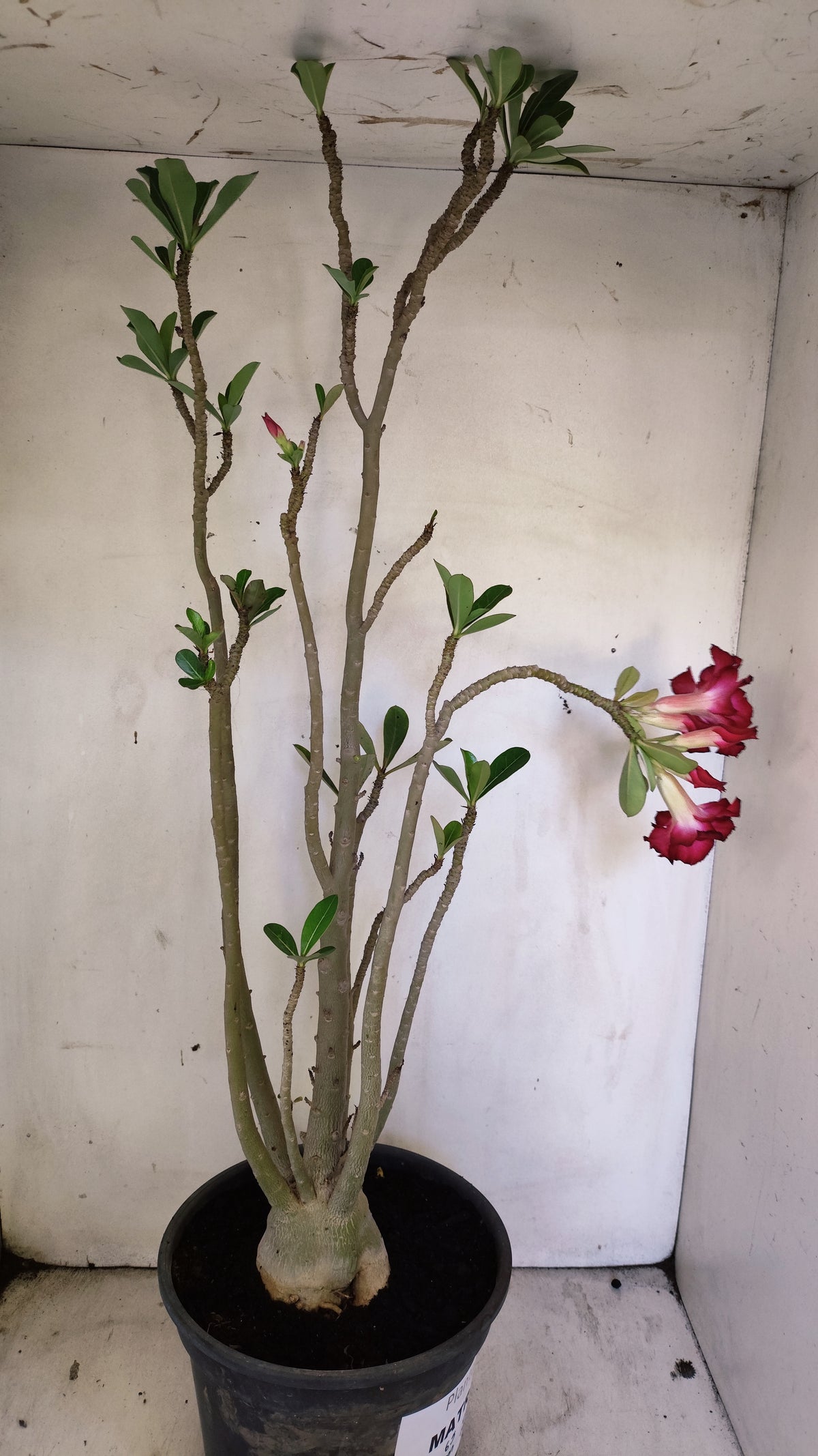 MATRIZ Planta Dobrada 276 –  65cm – 04 anos - Vaso 20