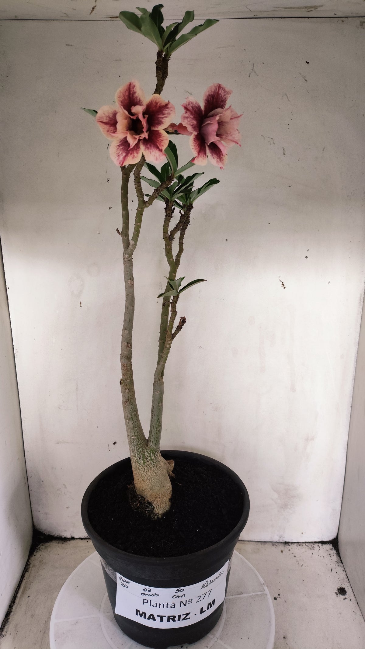 MATRIZ Planta Dobrada 277 –  50cm – 03 anos - Vaso 20
