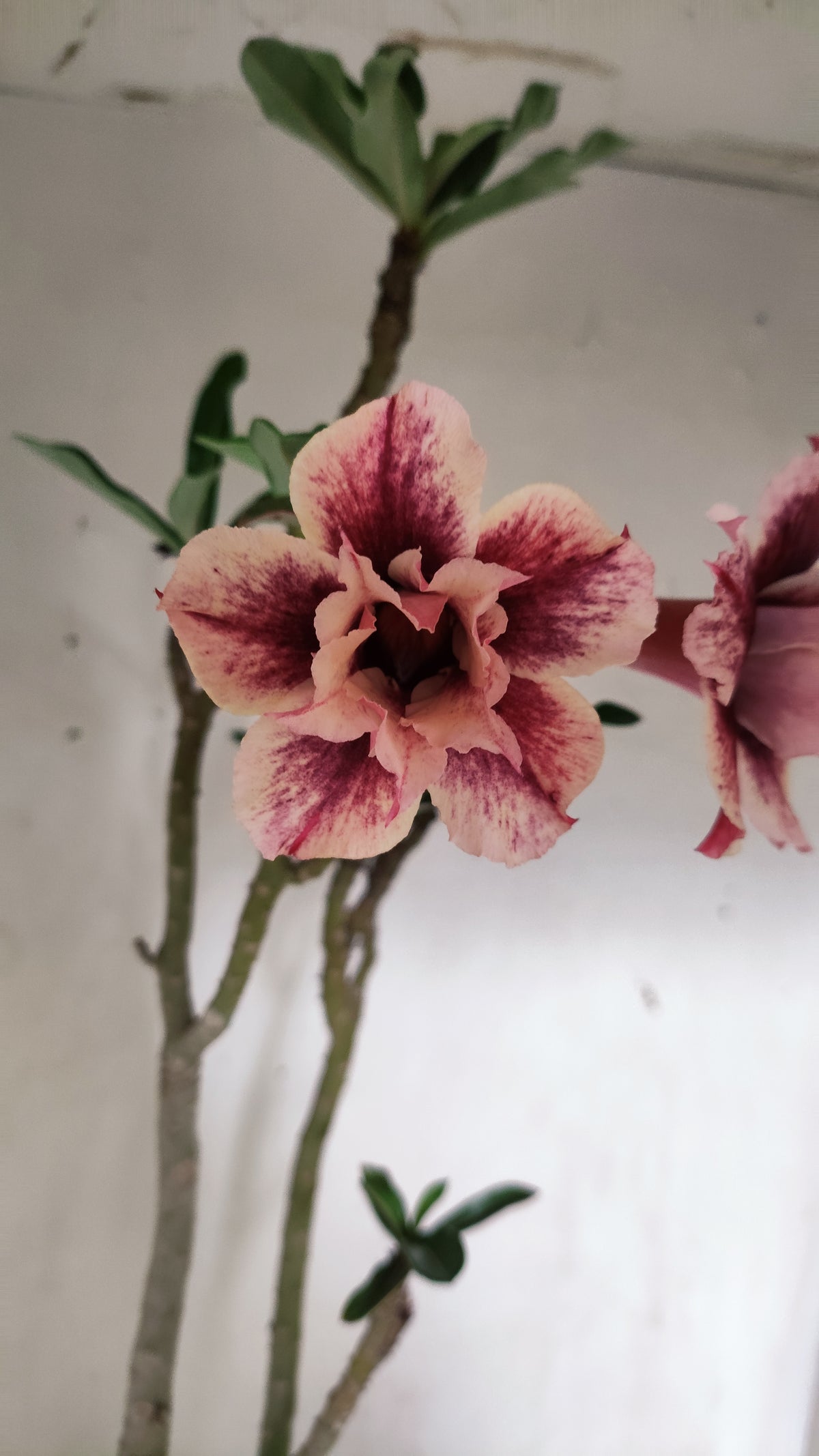 MATRIZ Planta Dobrada 277 –  50cm – 03 anos - Vaso 20