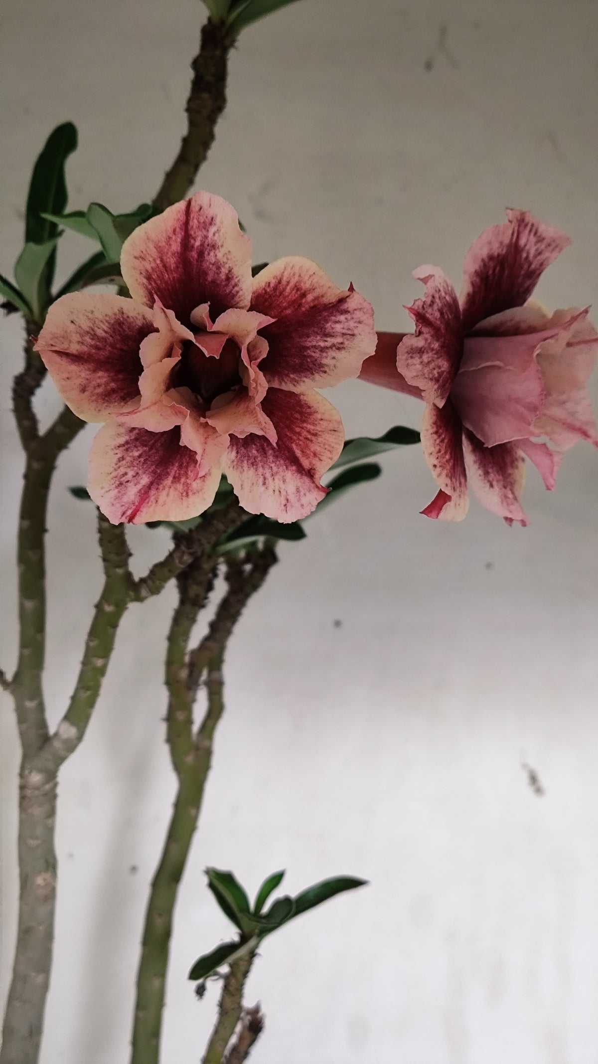 MATRIZ Planta Dobrada 277 –  50cm – 03 anos - Vaso 20
