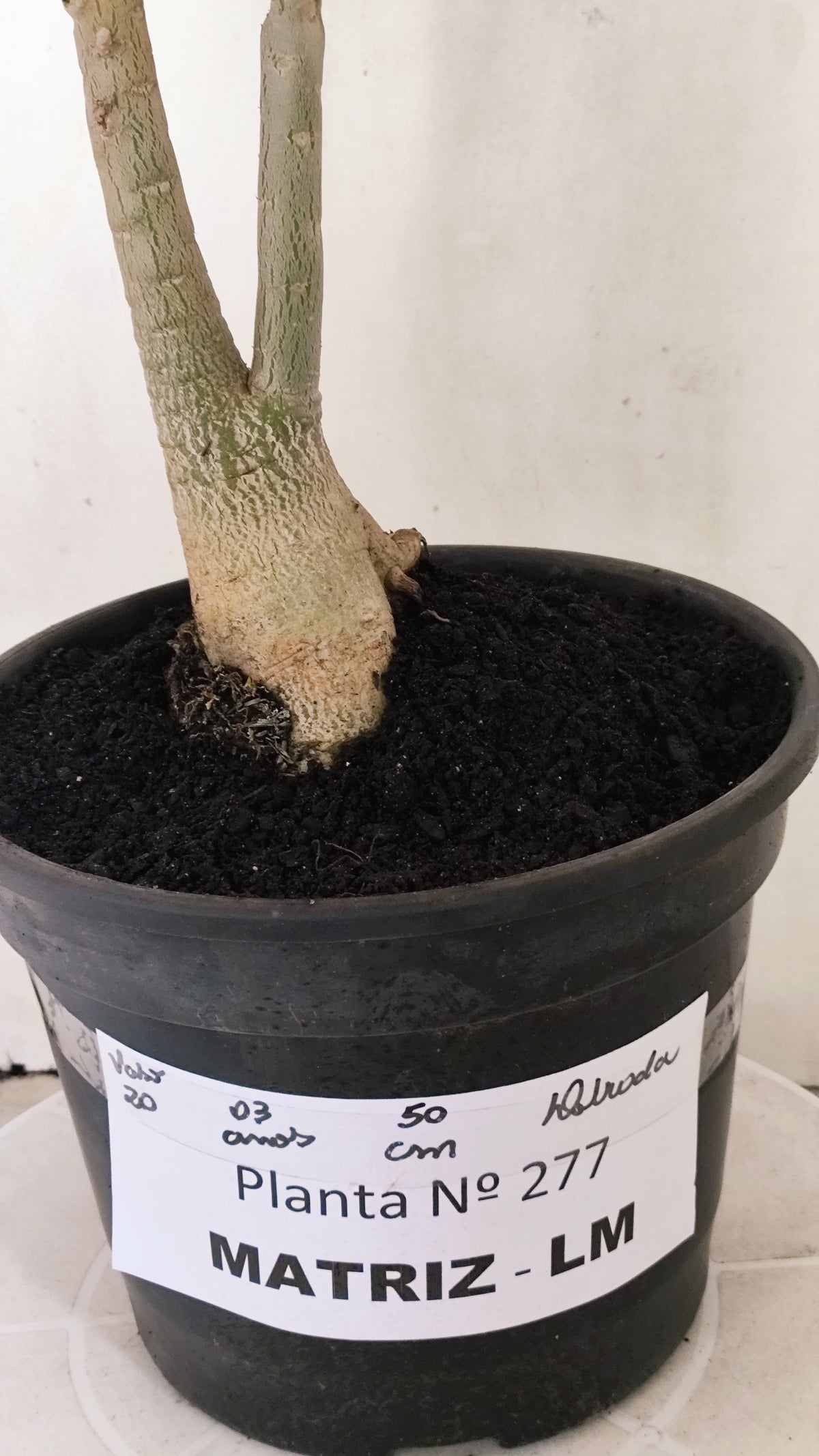 MATRIZ Planta Dobrada 277 –  50cm – 03 anos - Vaso 20