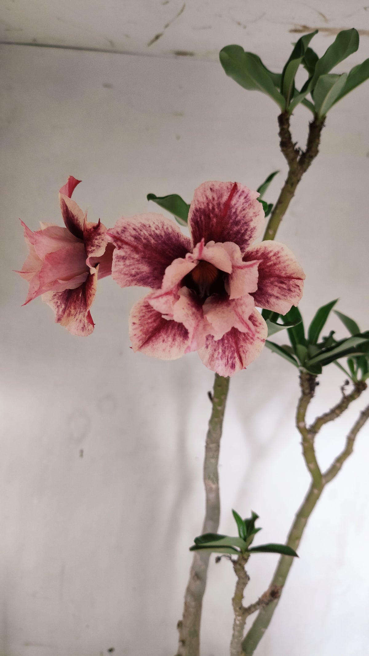 MATRIZ Planta Dobrada 277 –  50cm – 03 anos - Vaso 20