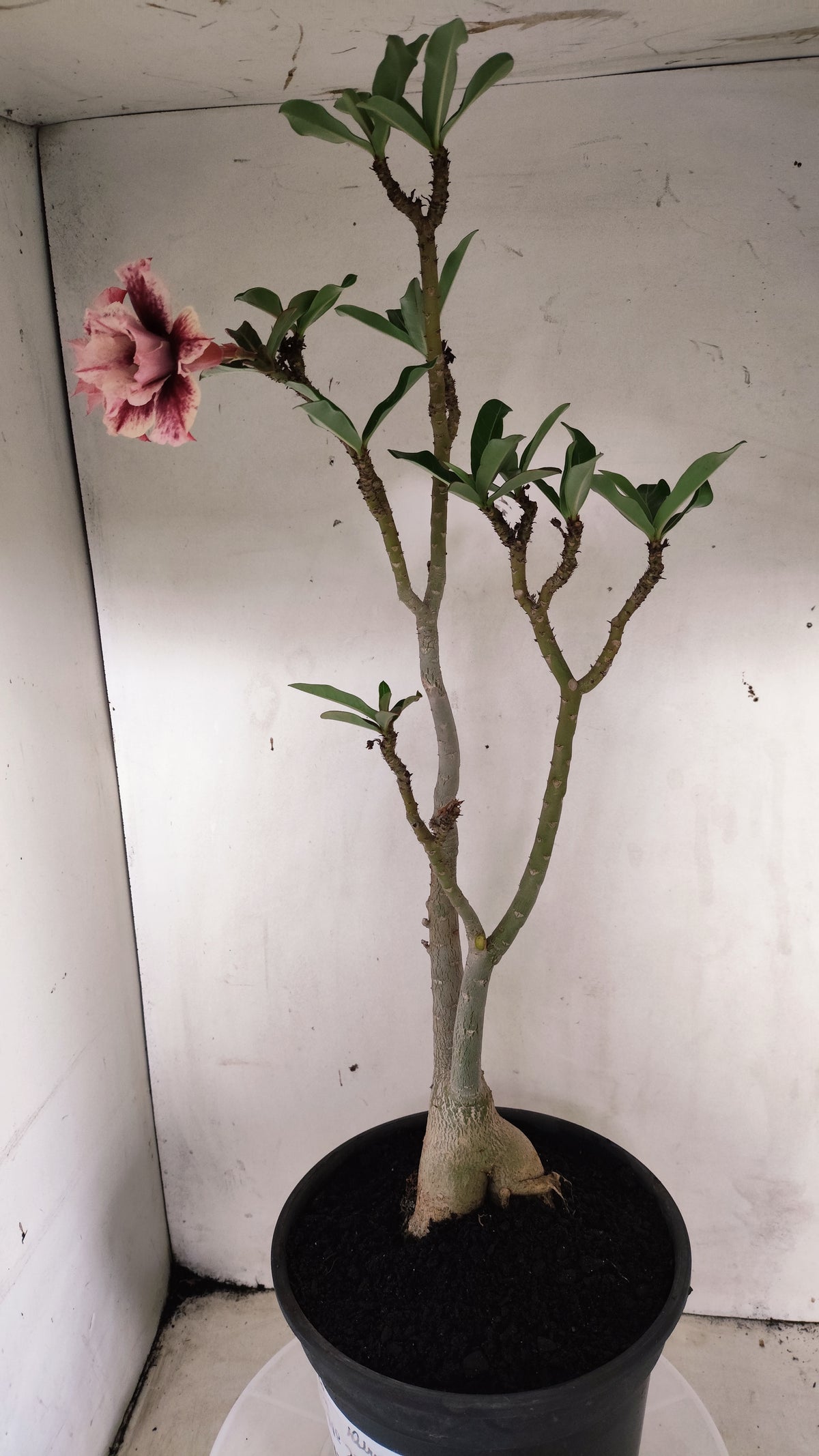 MATRIZ Planta Dobrada 277 –  50cm – 03 anos - Vaso 20
