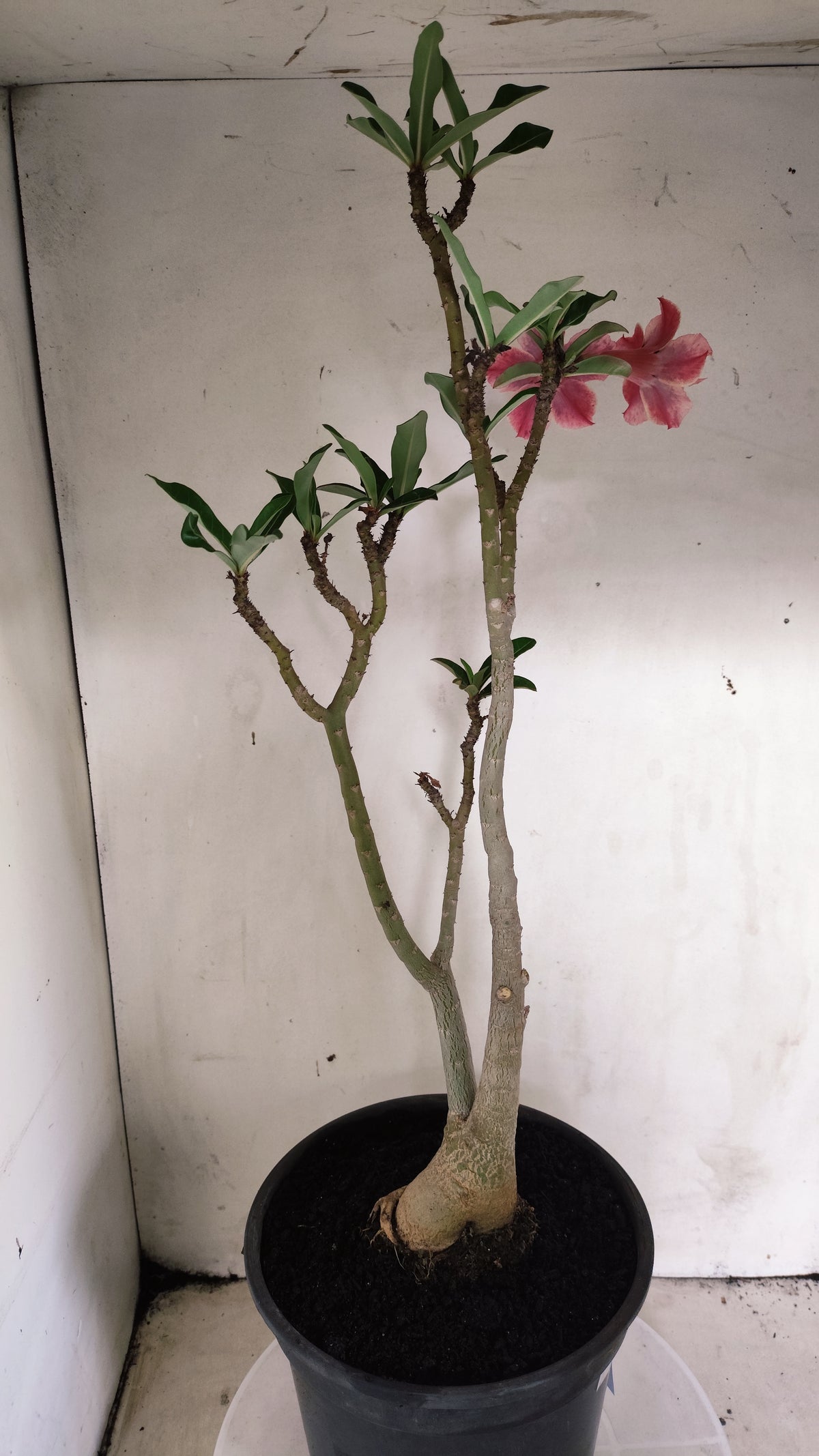 MATRIZ Planta Dobrada 277 –  50cm – 03 anos - Vaso 20