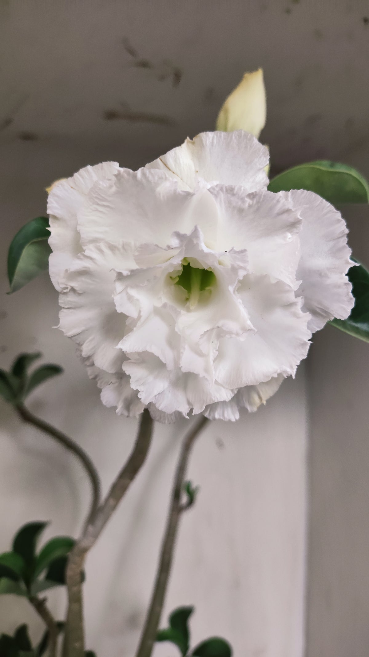 MATRIZ Planta Dobrada 279 –  50cm – 03 anos - Vaso 17