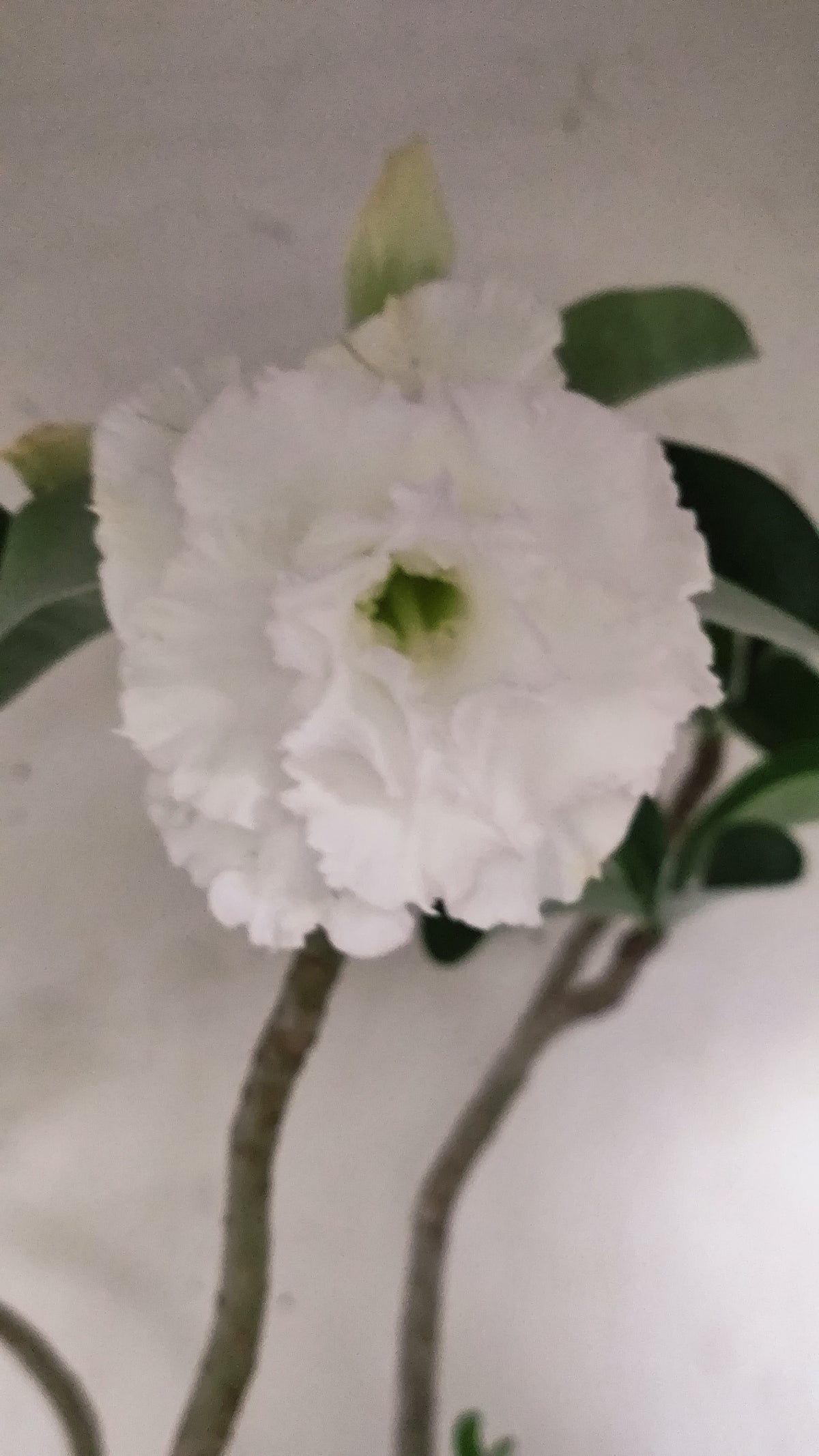 MATRIZ Planta Dobrada 279 –  50cm – 03 anos - Vaso 17