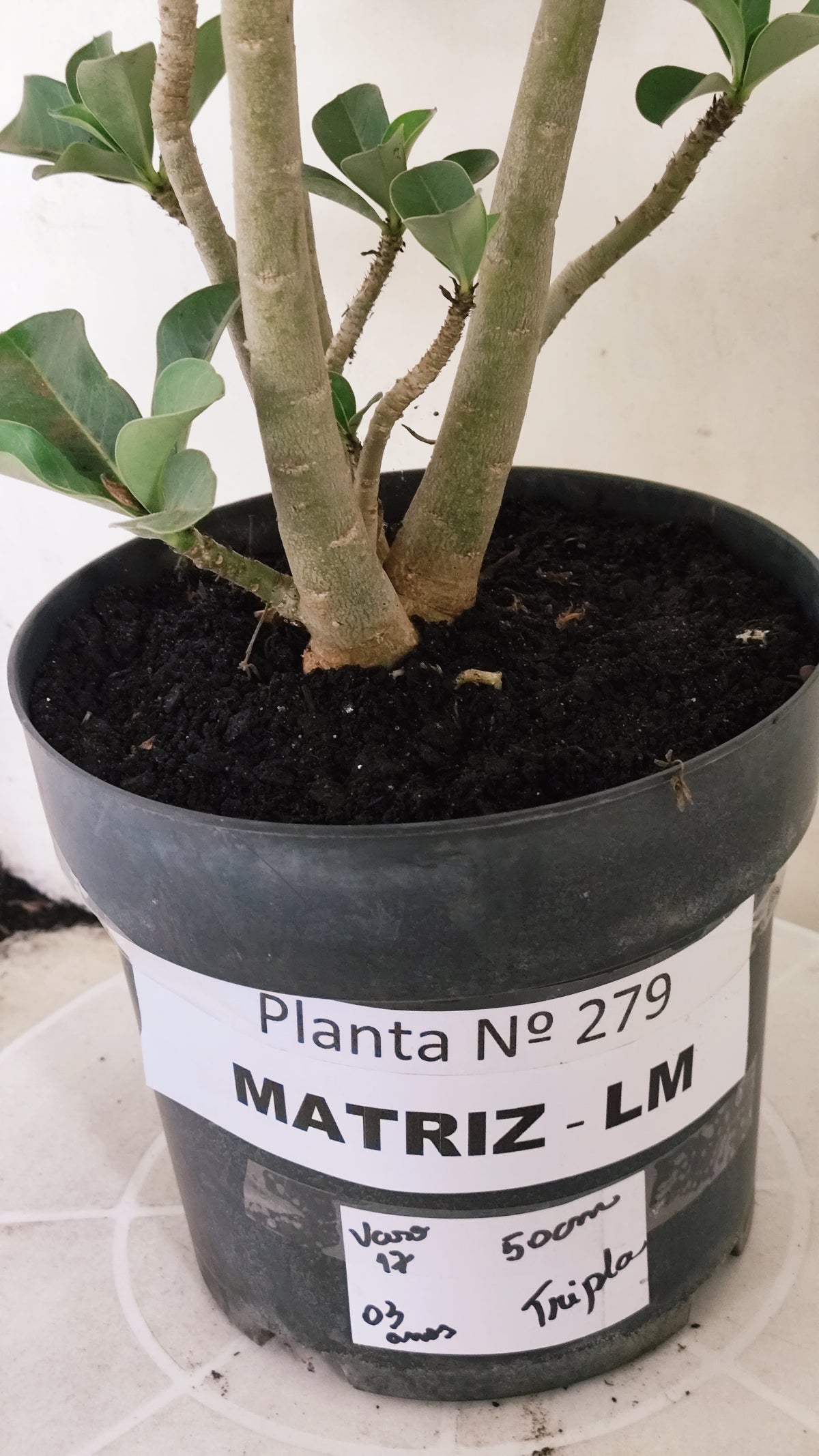 MATRIZ Planta Dobrada 279 –  50cm – 03 anos - Vaso 17