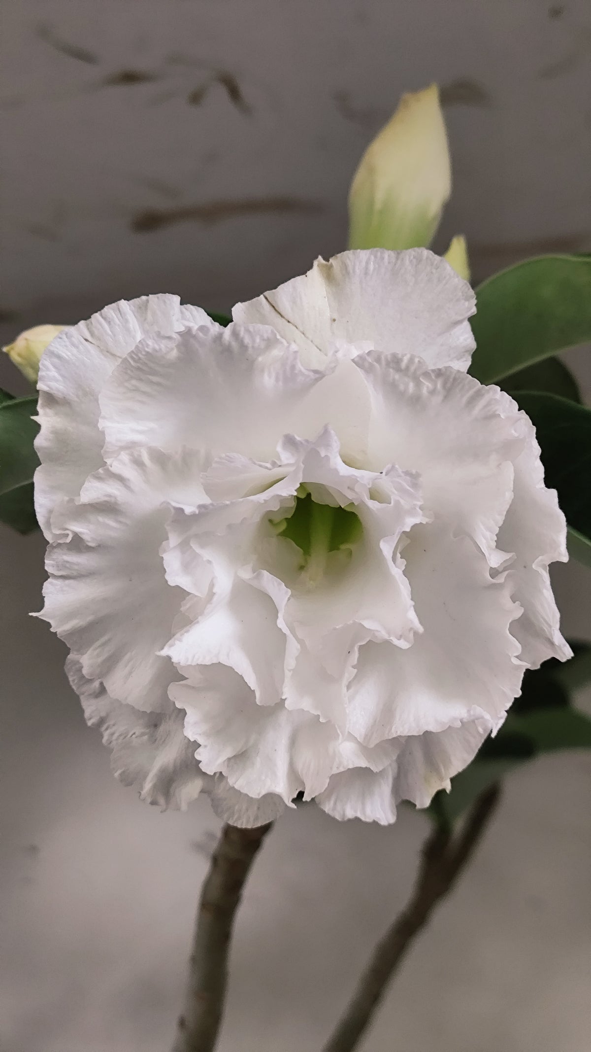 MATRIZ Planta Dobrada 279 –  50cm – 03 anos - Vaso 17