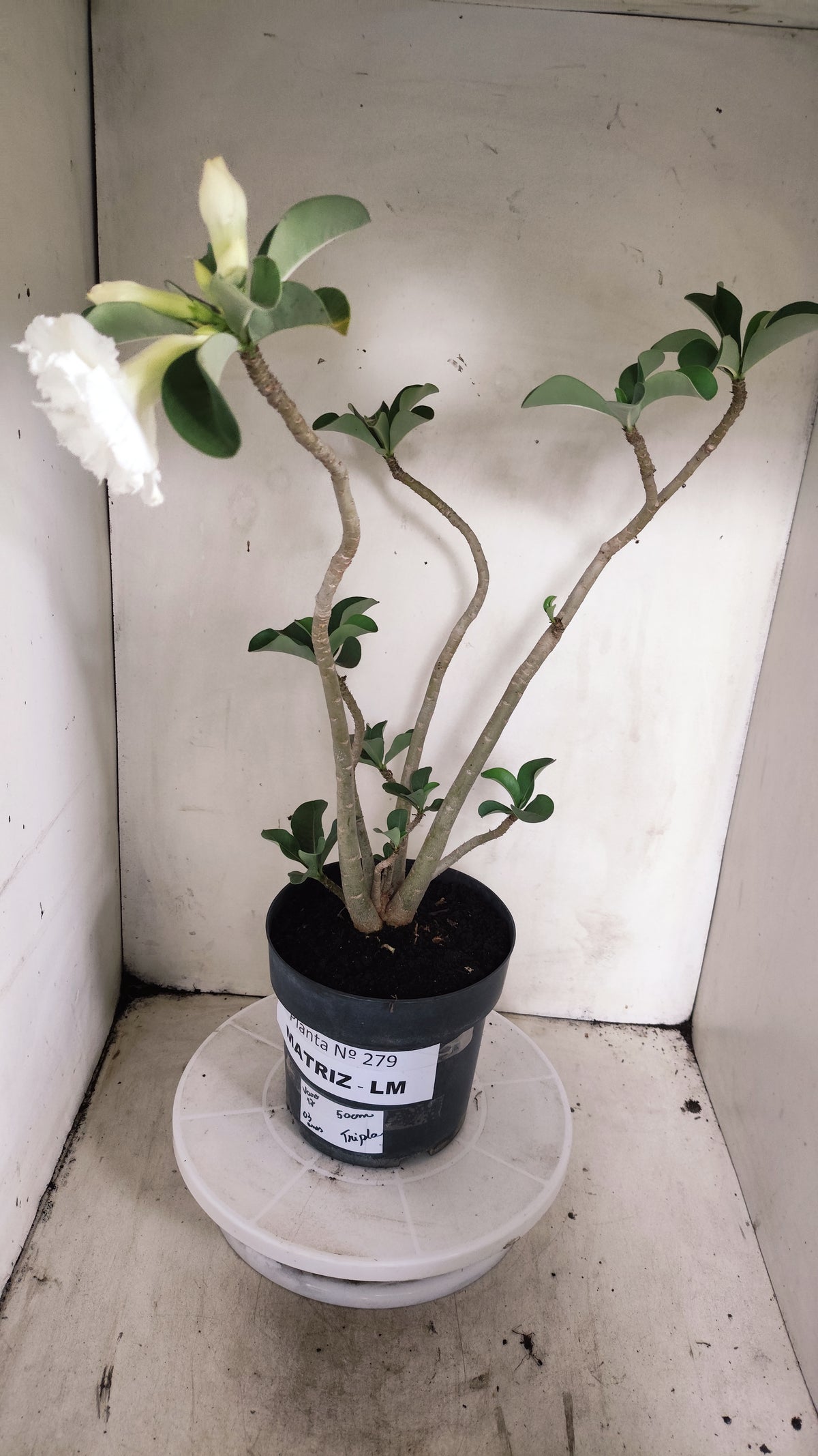MATRIZ Planta Dobrada 279 –  50cm – 03 anos - Vaso 17