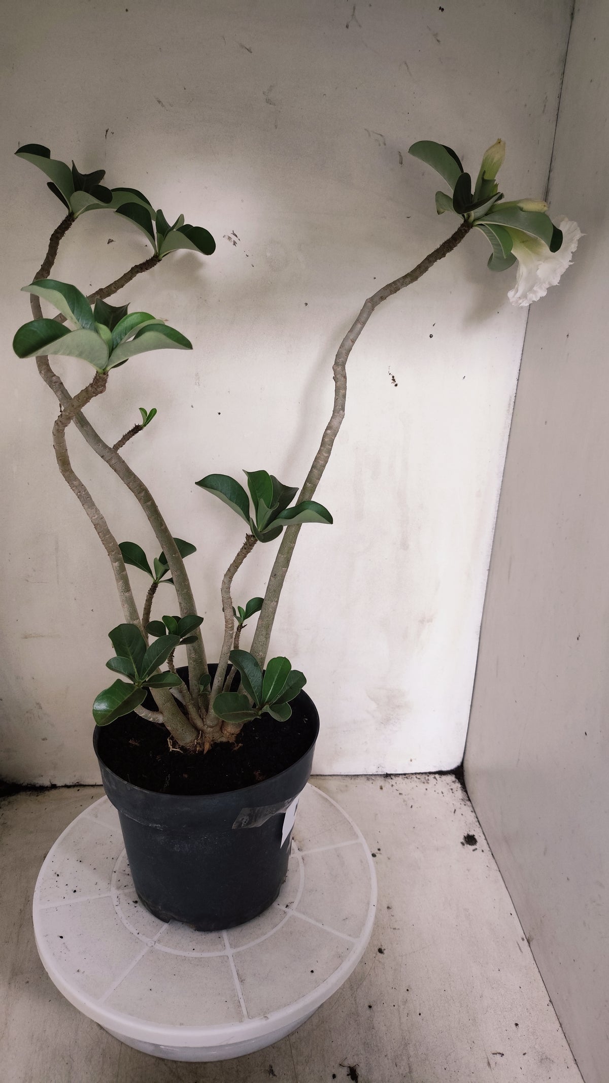 MATRIZ Planta Dobrada 279 –  50cm – 03 anos - Vaso 17
