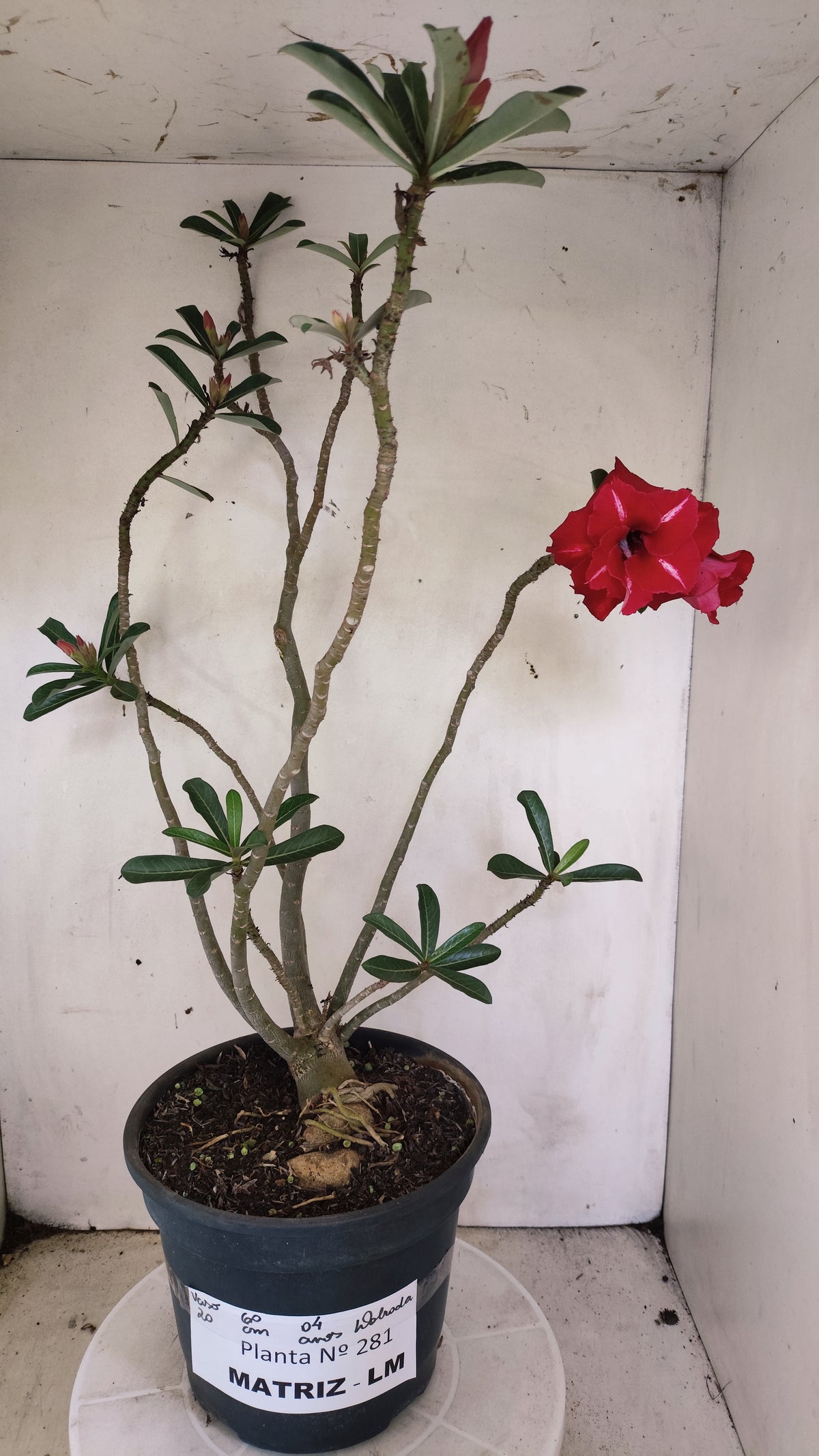 MATRIZ Planta Dobrada 281 –  60cm – 04 anos - Vaso 20