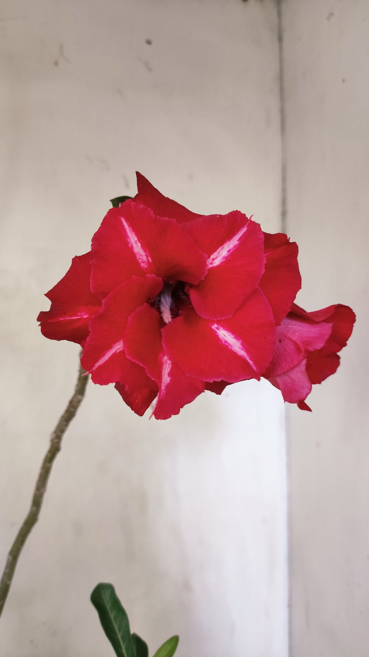 MATRIZ Planta Dobrada 281 –  60cm – 04 anos - Vaso 20