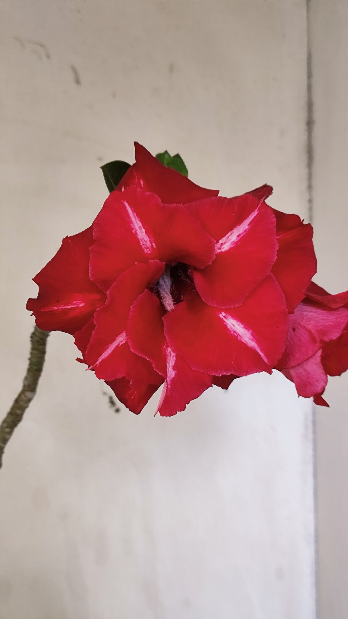 MATRIZ Planta Dobrada 281 –  60cm – 04 anos - Vaso 20