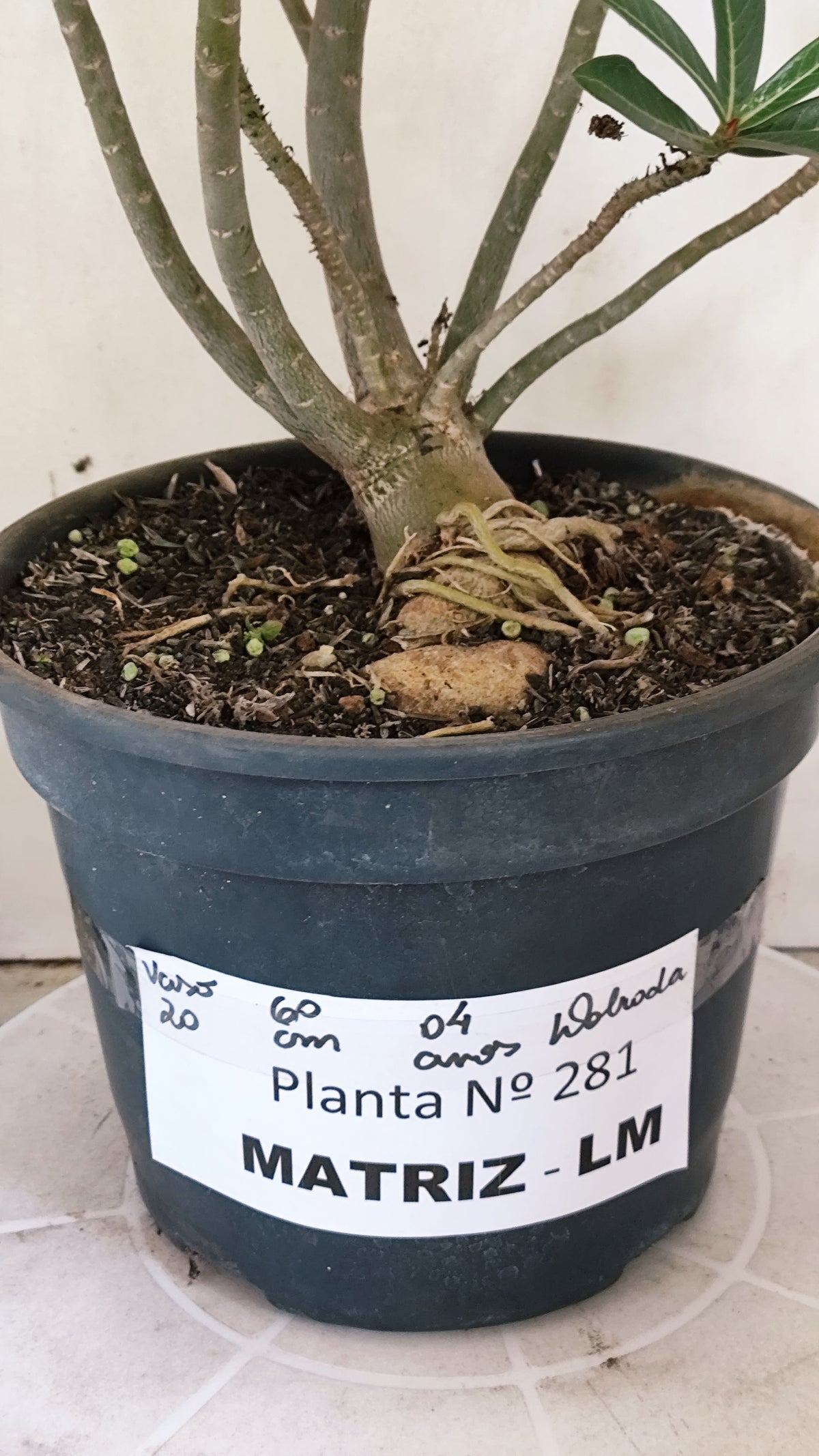 MATRIZ Planta Dobrada 281 –  60cm – 04 anos - Vaso 20