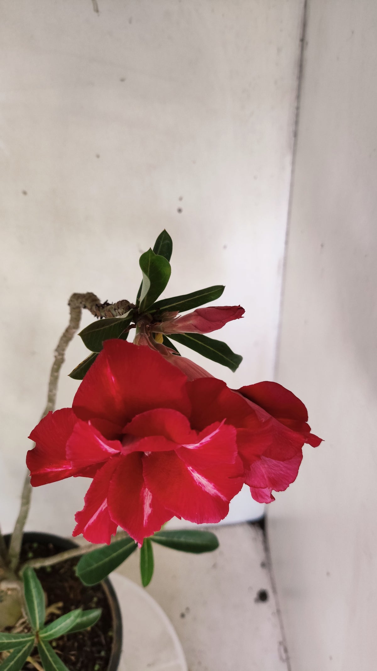 MATRIZ Planta Dobrada 281 –  60cm – 04 anos - Vaso 20