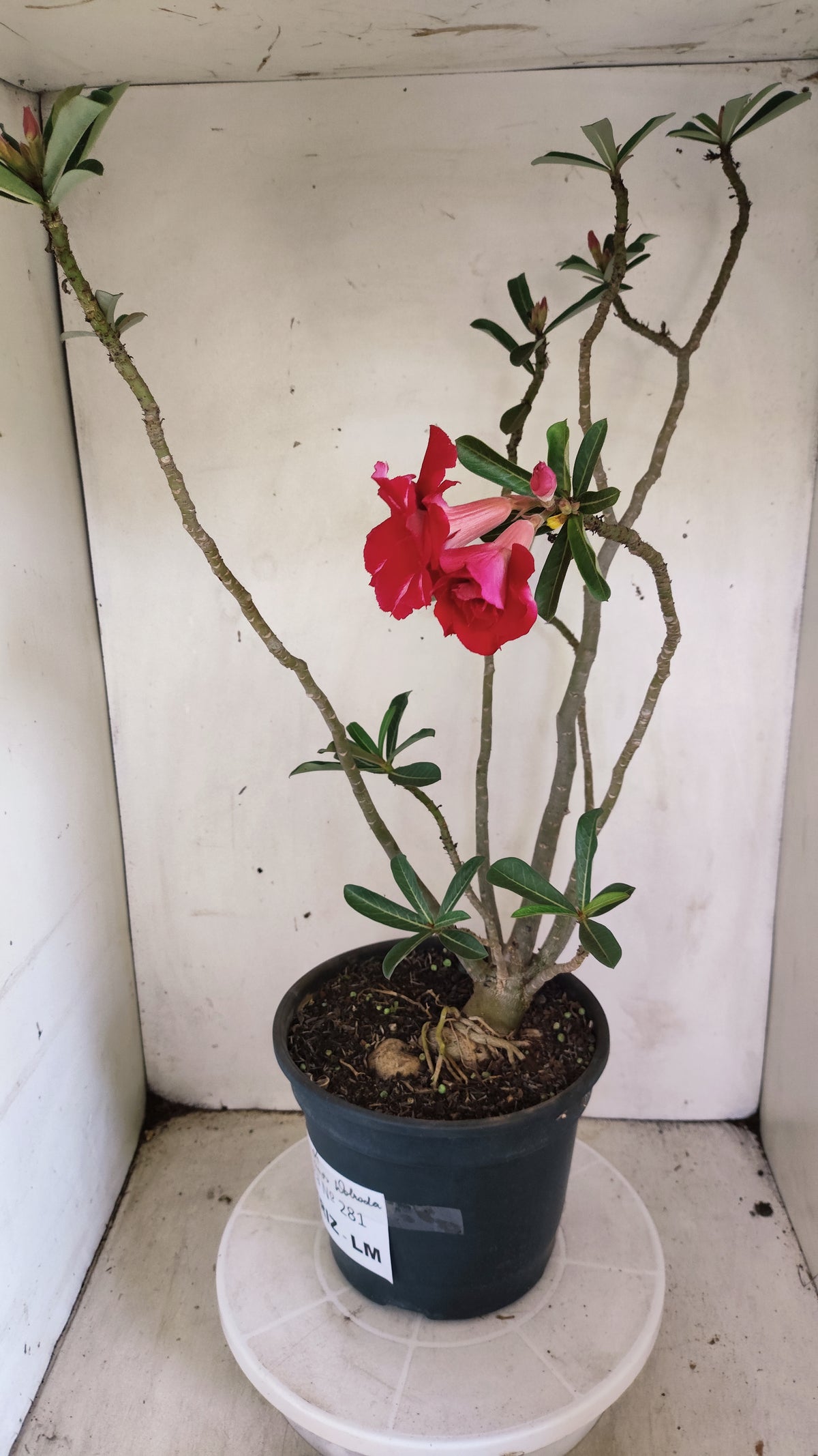 MATRIZ Planta Dobrada 281 –  60cm – 04 anos - Vaso 20
