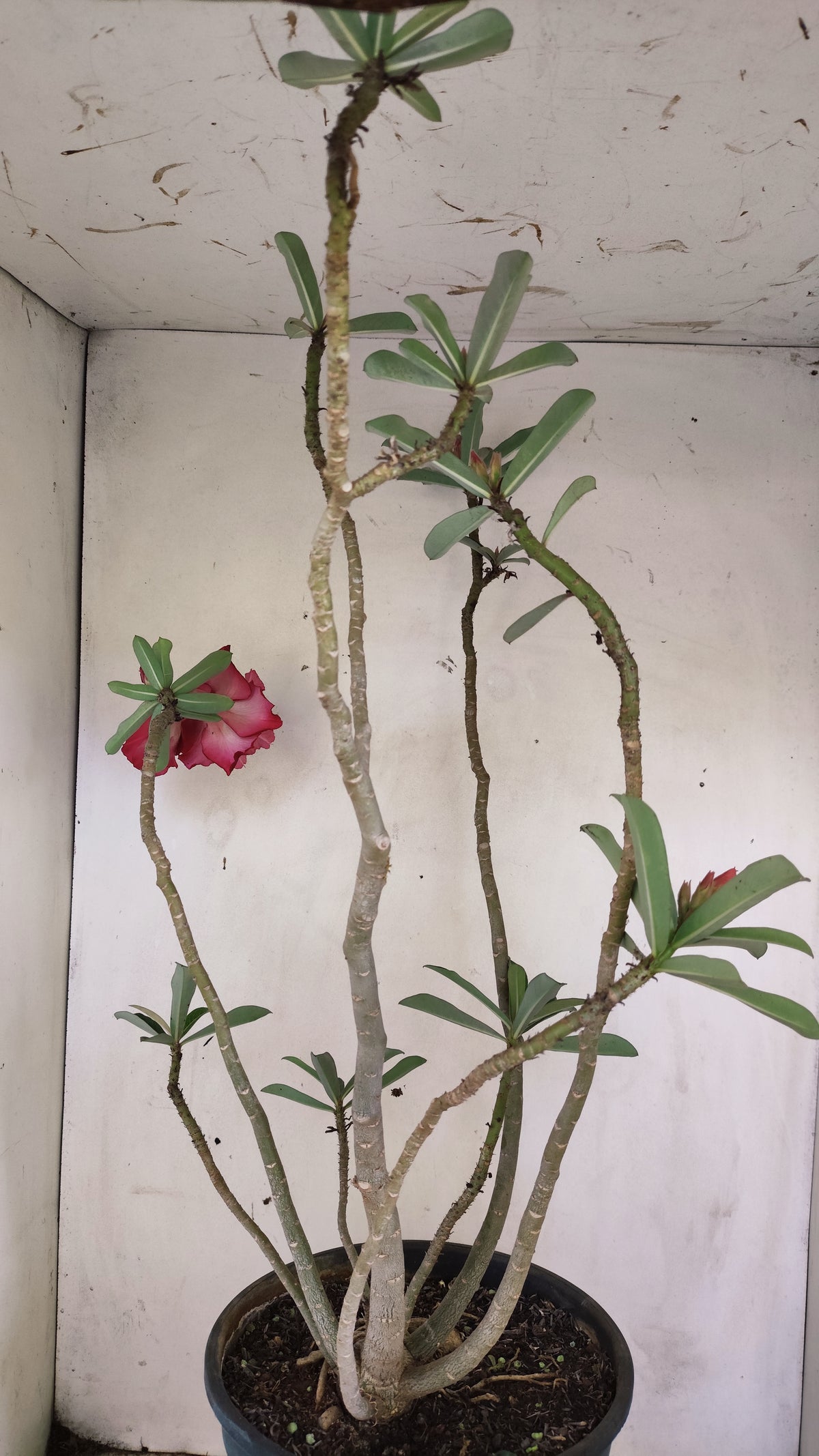 MATRIZ Planta Dobrada 281 –  60cm – 04 anos - Vaso 20