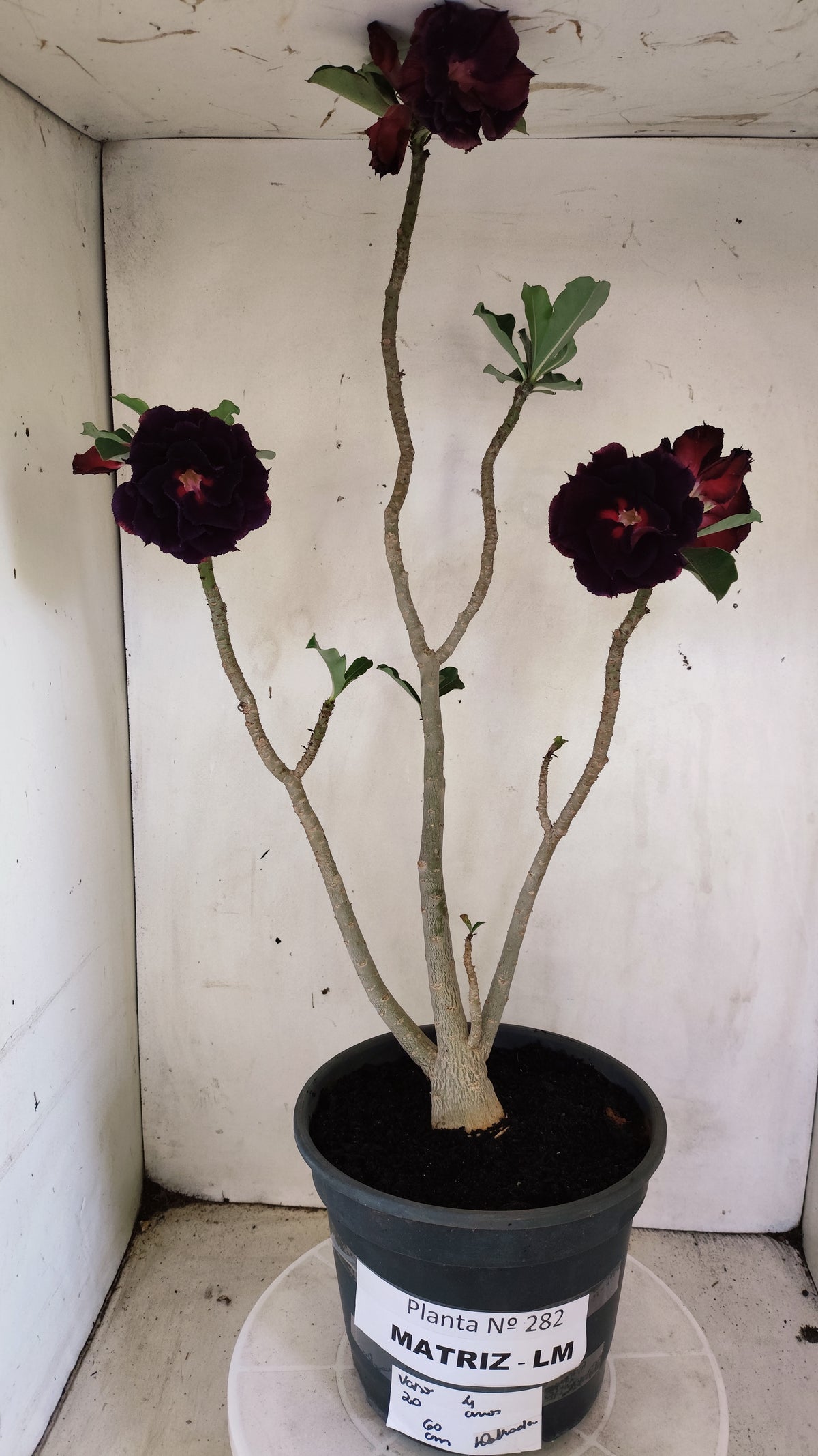 MATRIZ Planta Dobrada 282 –  60cm – 04 anos - Vaso 20