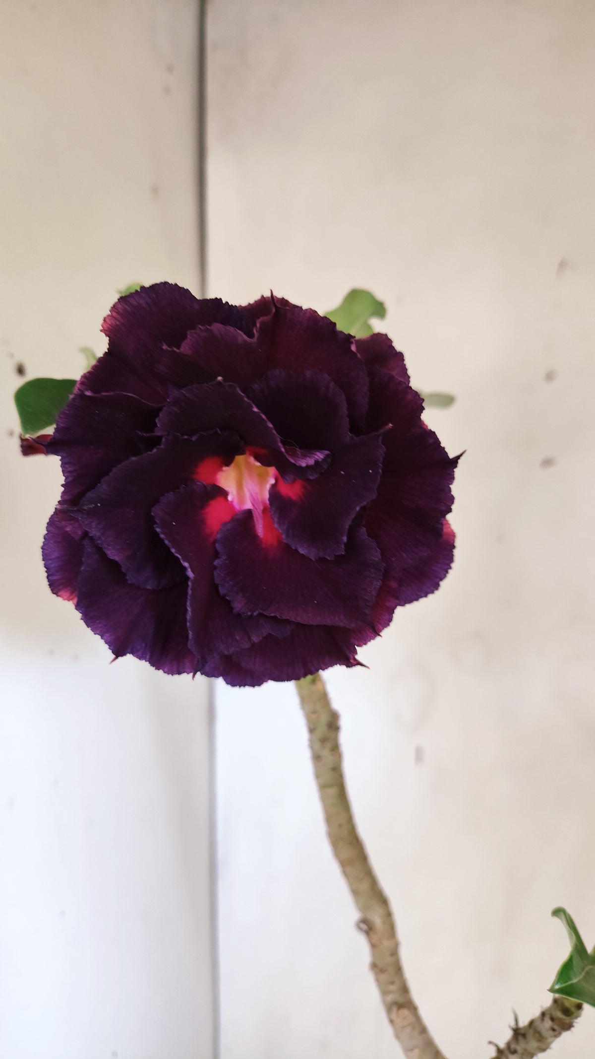 MATRIZ Planta Dobrada 282 –  60cm – 04 anos - Vaso 20