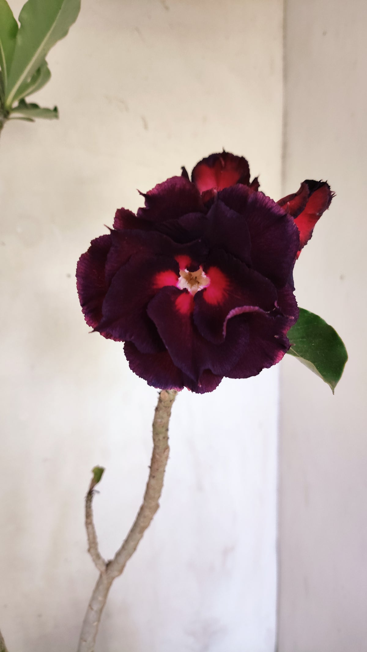 MATRIZ Planta Dobrada 282 –  60cm – 04 anos - Vaso 20