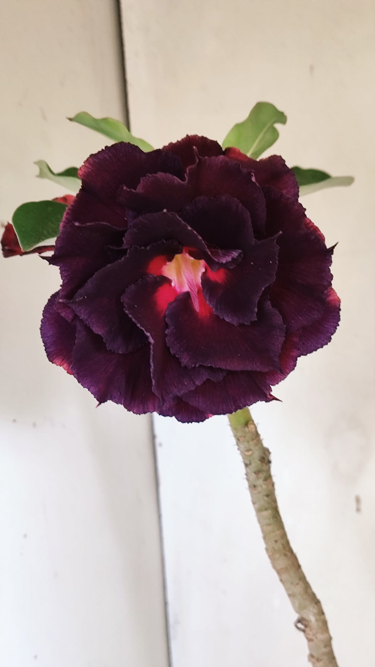 MATRIZ Planta Dobrada 282 –  60cm – 04 anos - Vaso 20
