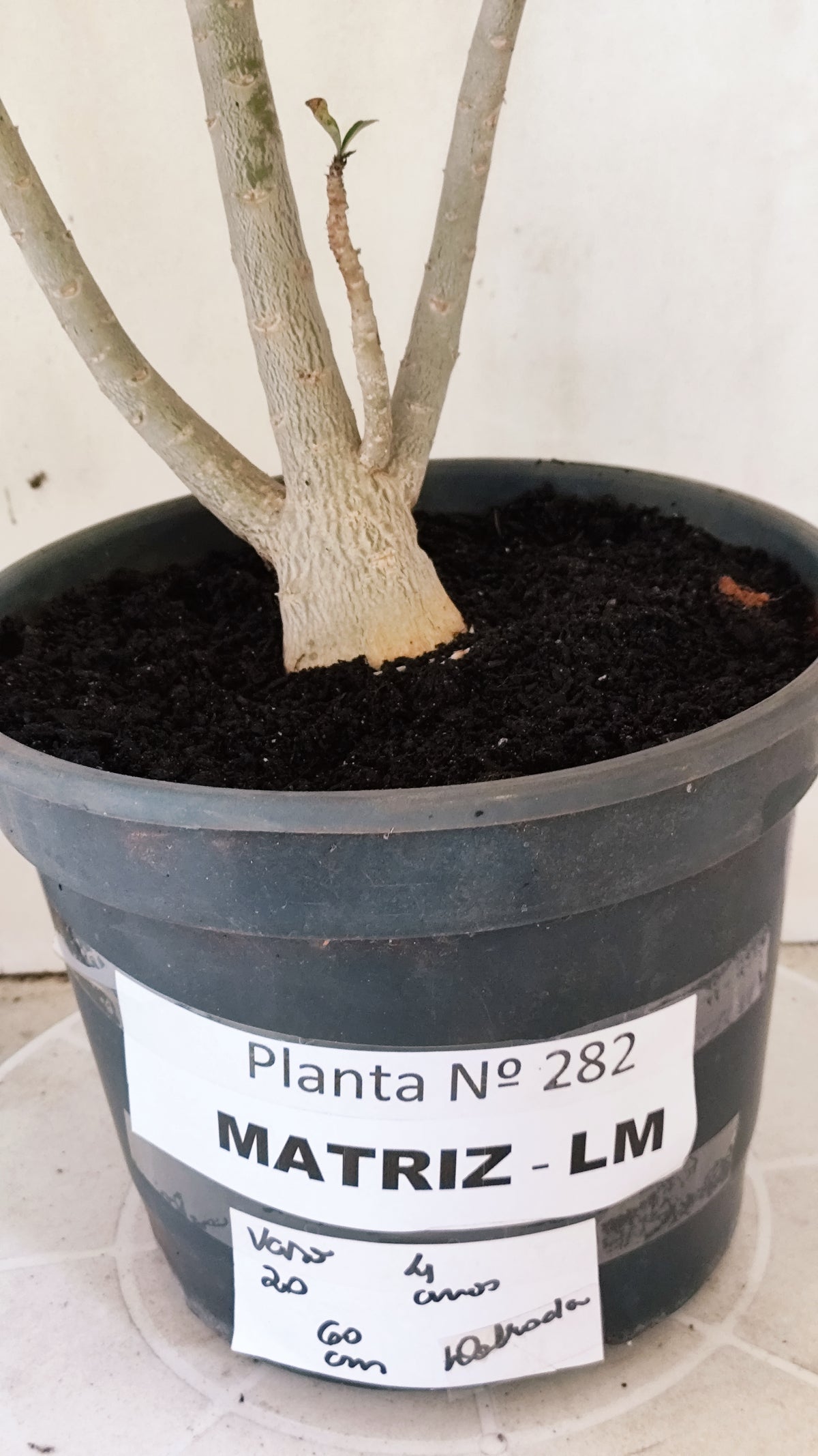 MATRIZ Planta Dobrada 282 –  60cm – 04 anos - Vaso 20