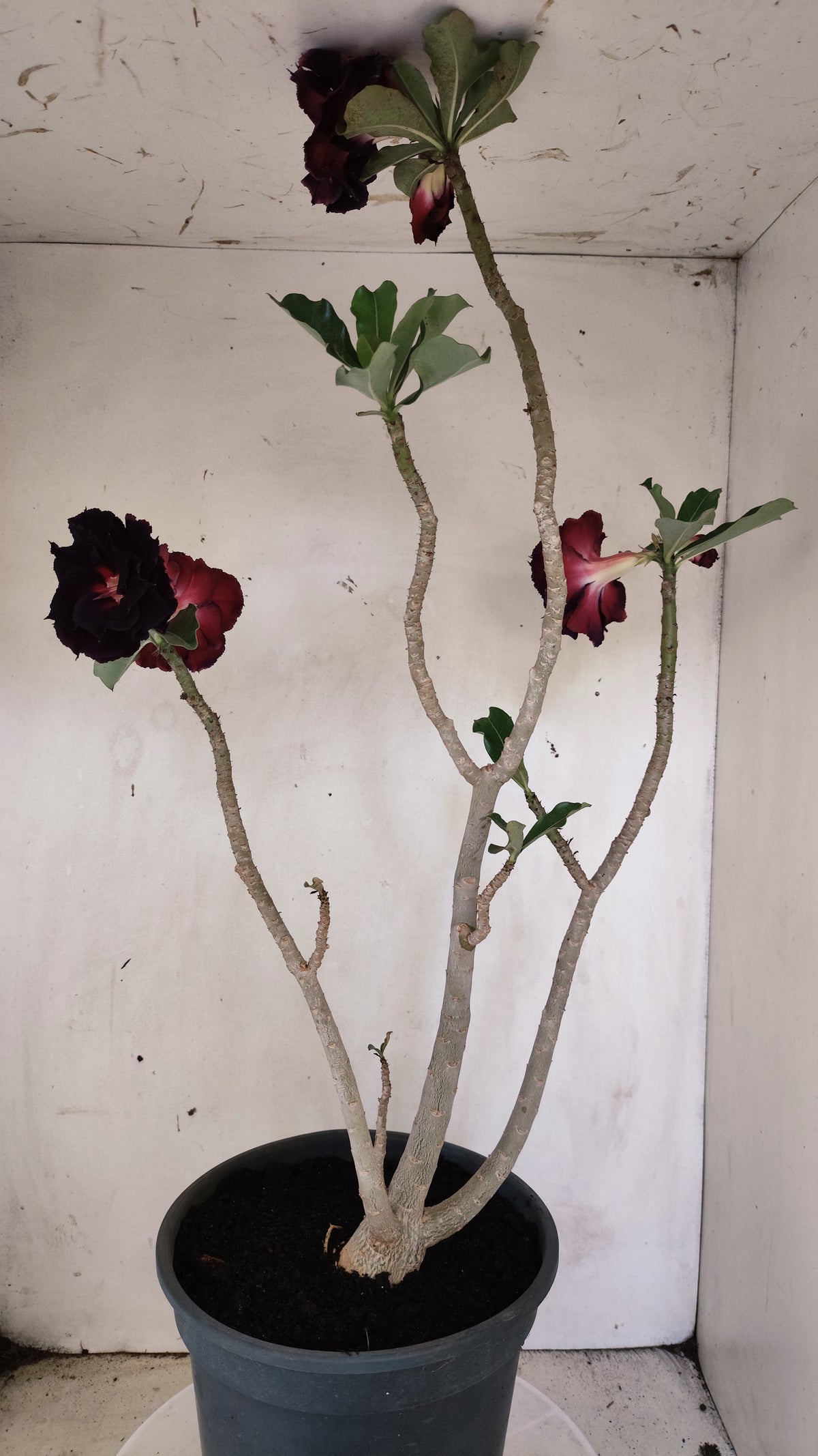 MATRIZ Planta Dobrada 282 –  60cm – 04 anos - Vaso 20
