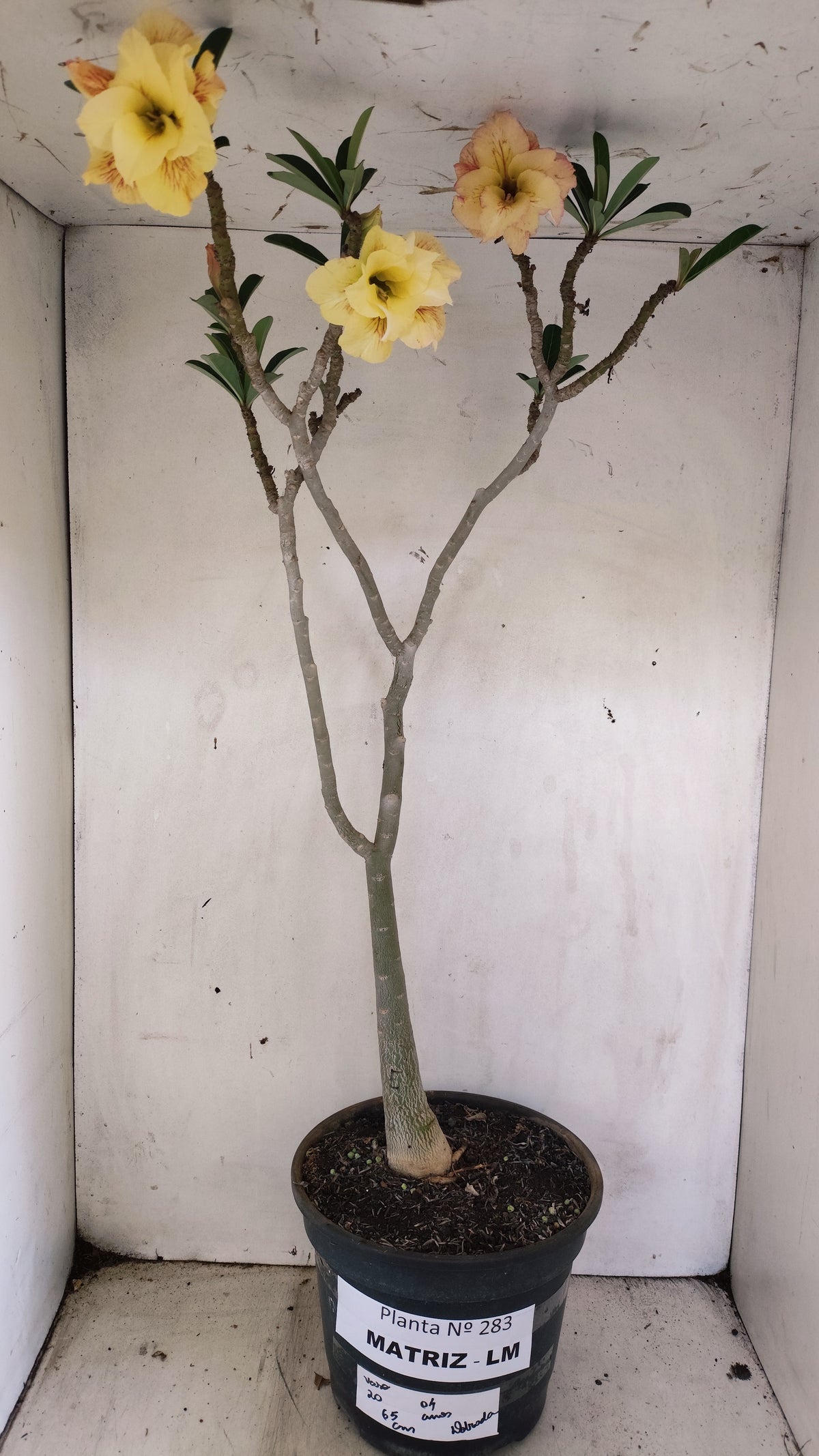 MATRIZ Planta Dobrada 283 –  65cm – 04 anos - Vaso 20